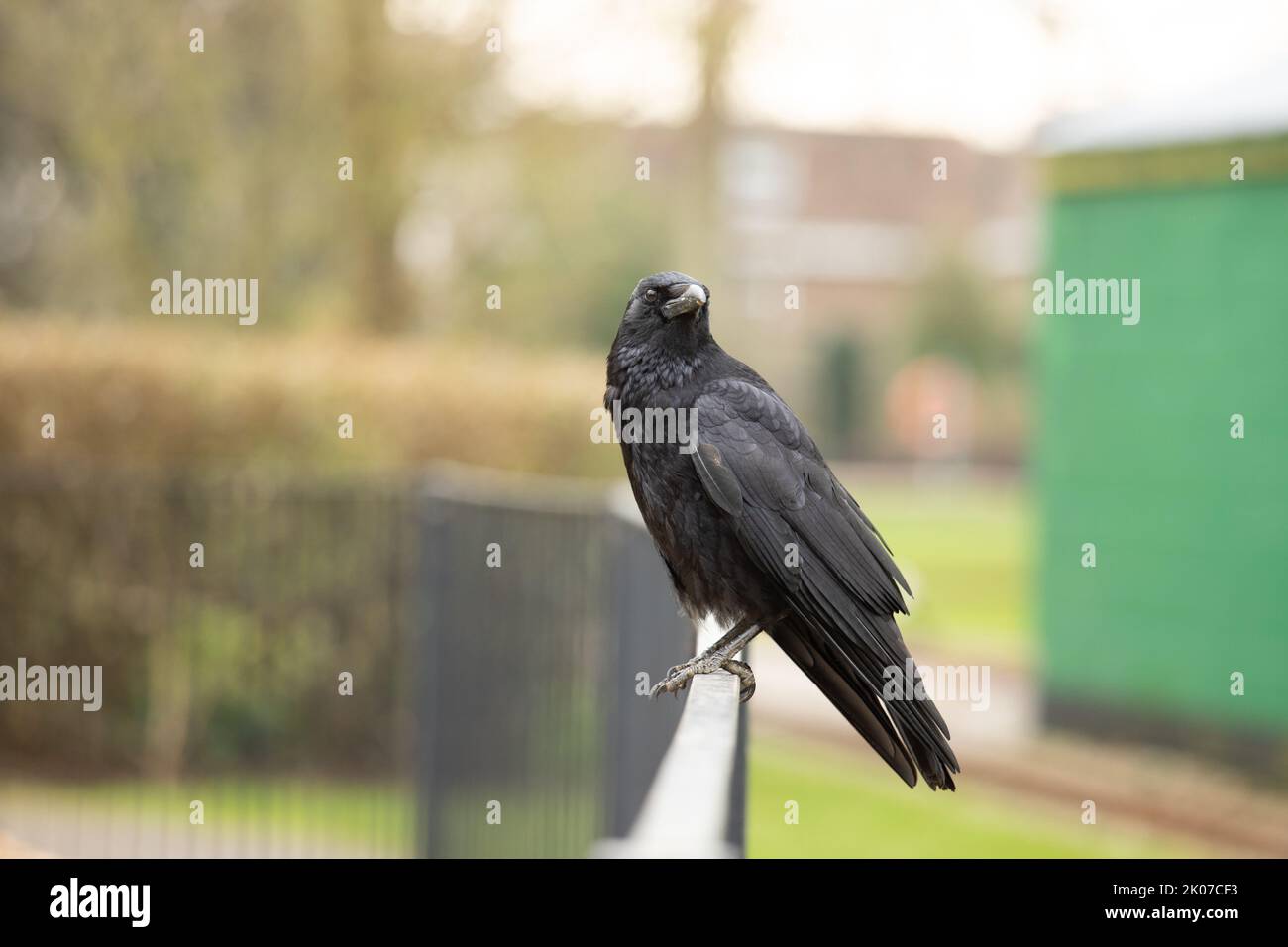 Le corvid, corbeau de carrion noir, est installé sur une escrime métallique sur un fond doux dans le West Sussex, au Royaume-Uni Banque D'Images