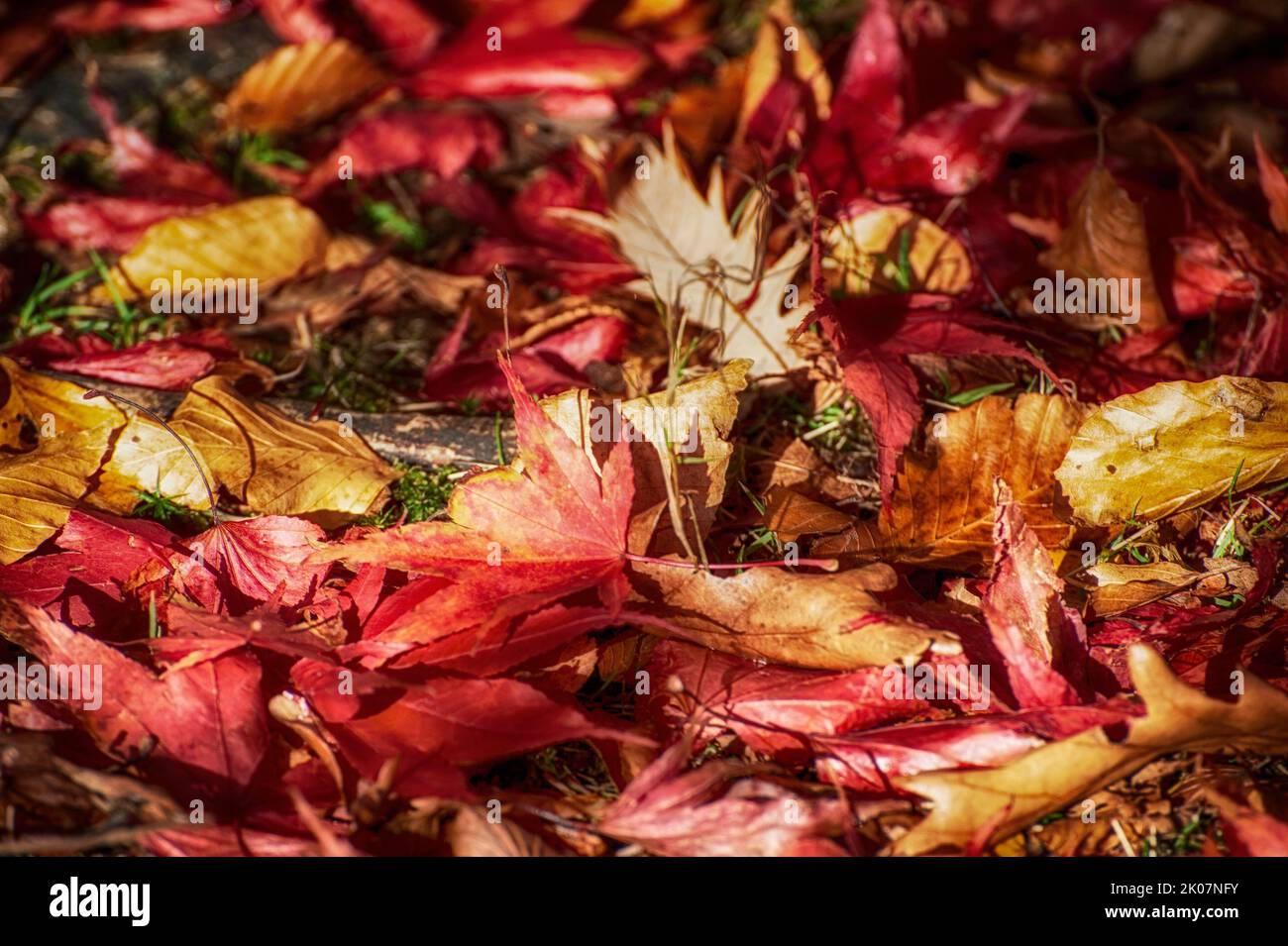 Litière de feuilles d'automne Banque D'Images