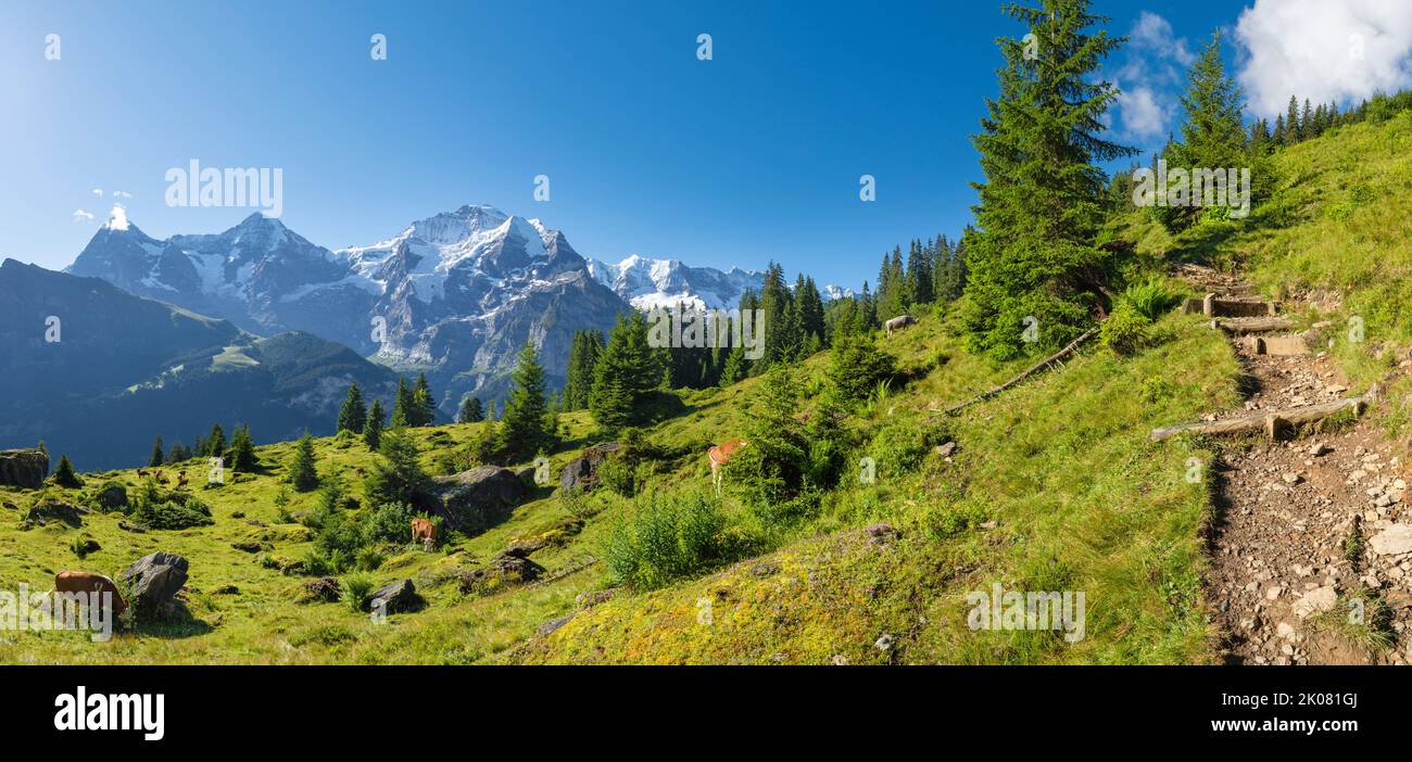 Le panorama des alpes bernoises avec la Jungfrau, le Monch et l'Eiger culmine sur les prairies des alpes avec le troupeau de vaches. Banque D'Images