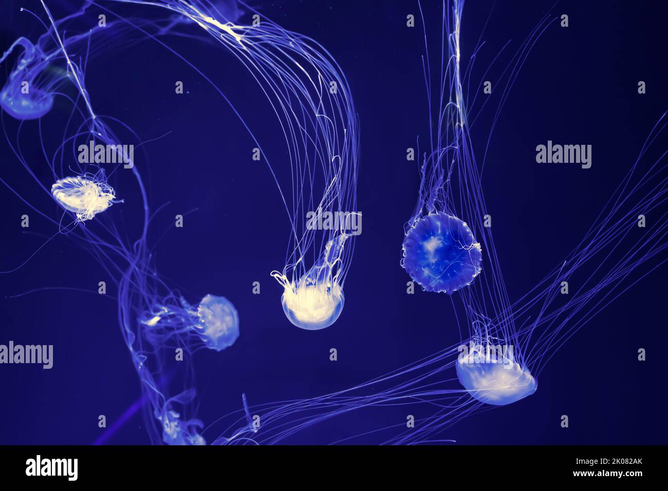 Groupe de méduses fluorescentes natation piscine sous-marine aquarium. L'ortie de mer de l'Atlantique chrysaora quinquecirrha dans l'eau bleue, océan. Theriologie, à Banque D'Images