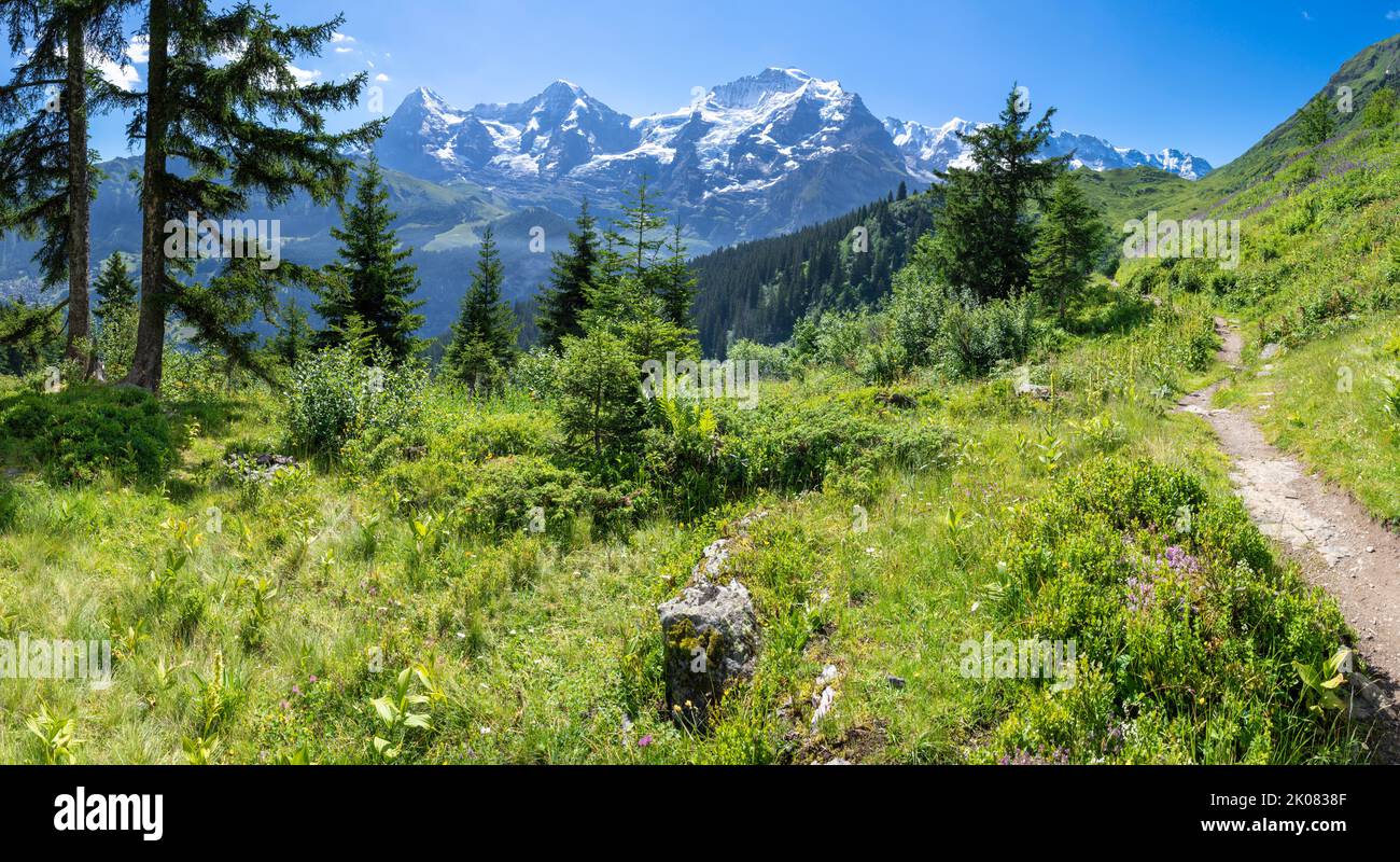 Le panorama des alpes bernoises avec la Jungfrau, le Monch et l'Eiger culmine sur les prairies des alpes. Banque D'Images