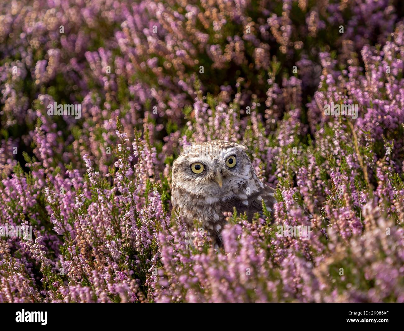 Petite hibou en fleur de bruyère pourpre Banque D'Images