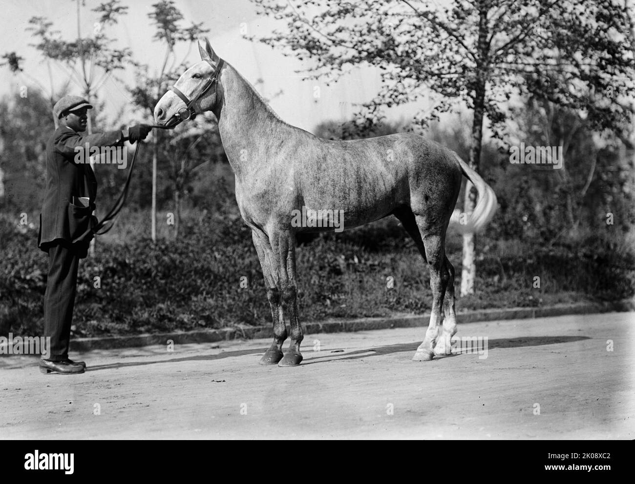 Cheval appartenant au Dr Cary T. Grayson, N. É.-U., 1912. [Marié afro-américain avec cheval. Cary travers Grayson était chirurgien dans la marine des États-Unis, aide personnelle du président Woodrow Wilson et président de la Croix-Rouge américaine]. Banque D'Images