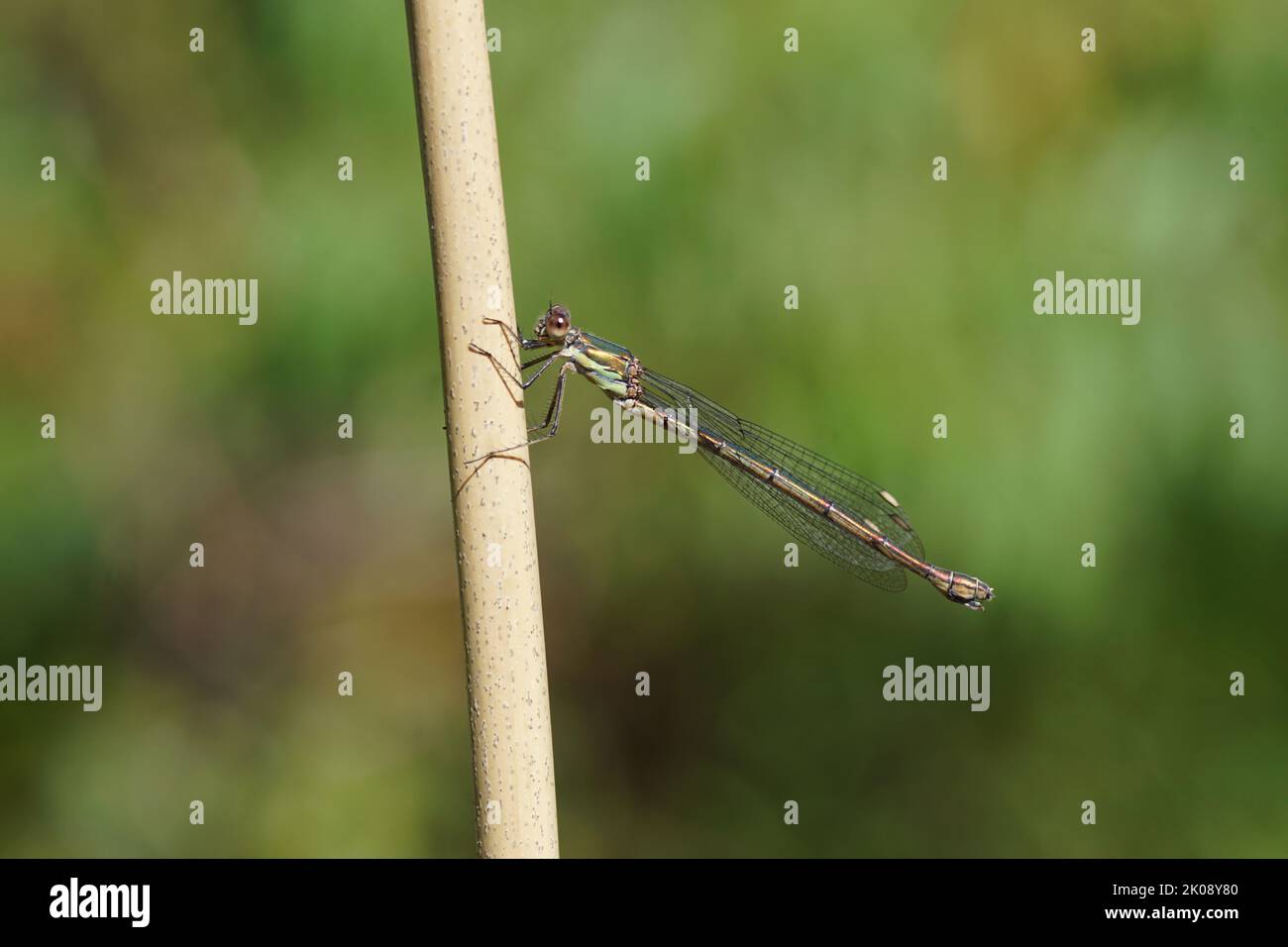La mouche du saule (Chalcolestes viridis ou Lestes viridis). Tartiner familial (Lestidae). Sur un bouillon de bambou. Été, septembre. Décoloré Banque D'Images
