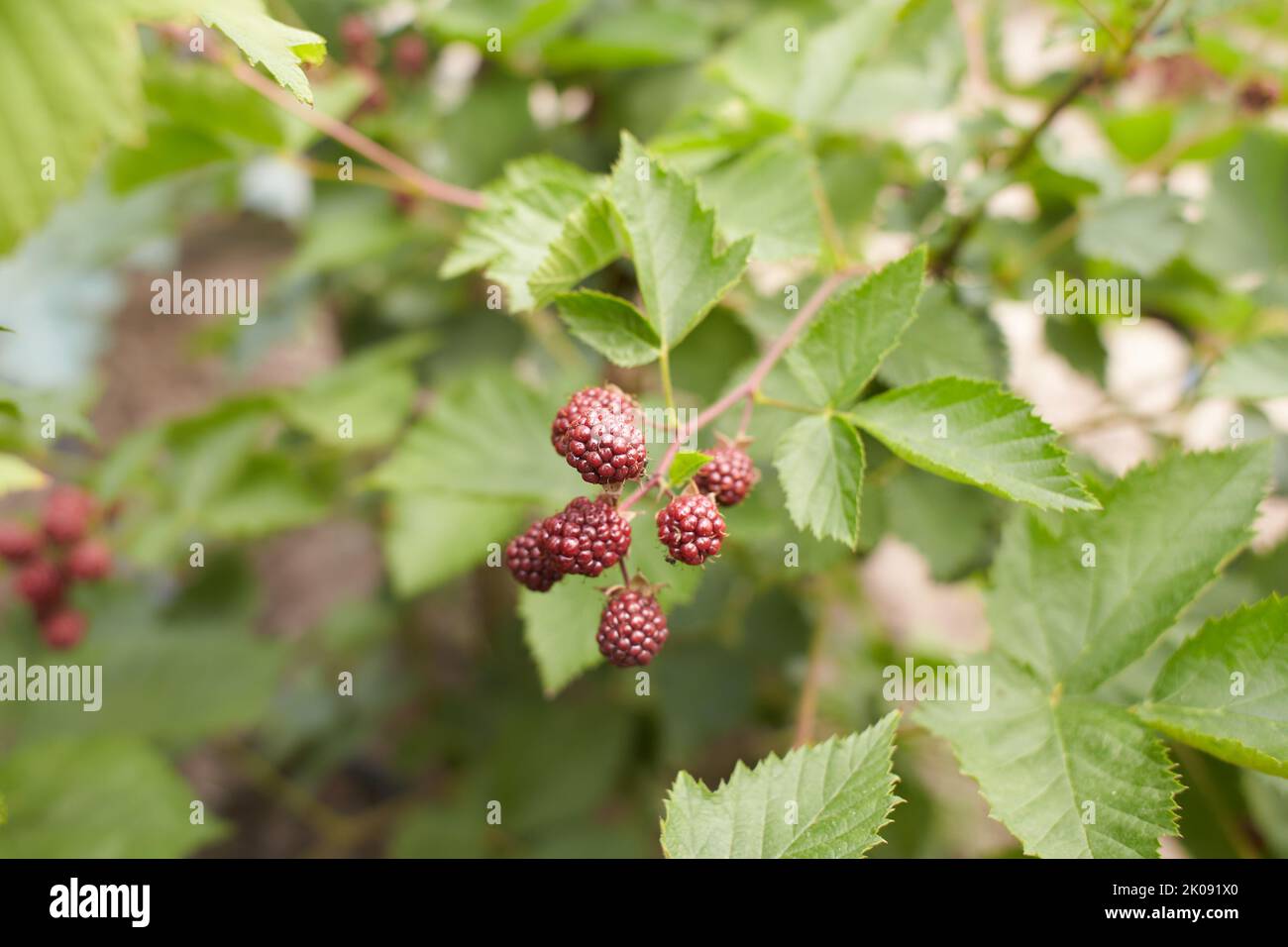 Mûres sur une branche verte. Mûres de mûre. Délicieux mûre noire poussant sur les buissons. Boisson aux fruits rouges. Baie juteuse sur une branche. Banque D'Images