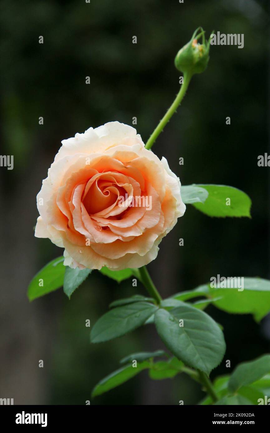 Belle rose jaune fleur dans un jardin. Banque D'Images