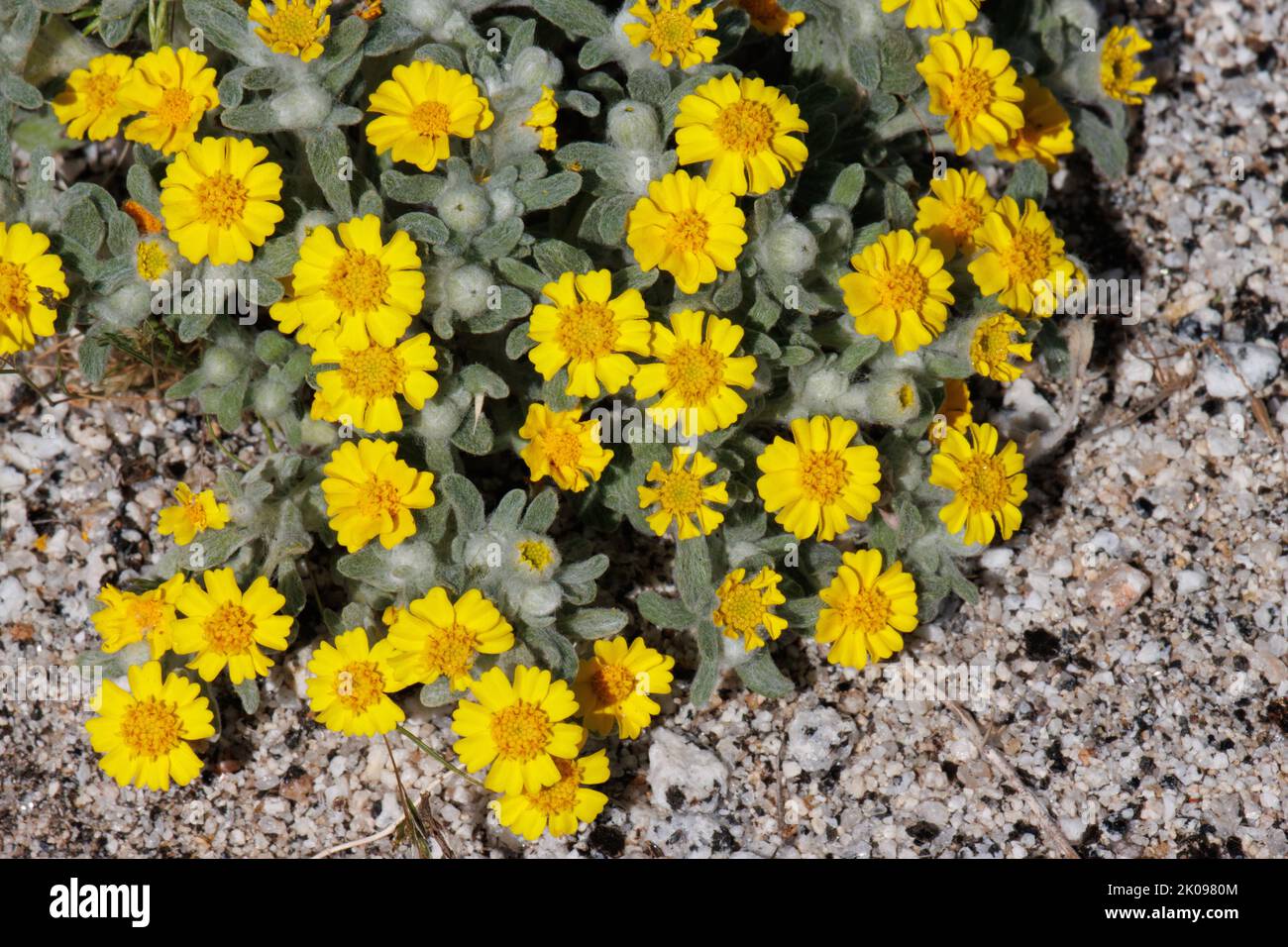 Le racétose à fleurs jaunes irradie les inflorescences de la tête de l' Eriophyllum Wallacei, Asteraceae, indigène annuel dans le désert de la vallée de Coachella, Springtime. Banque D'Images