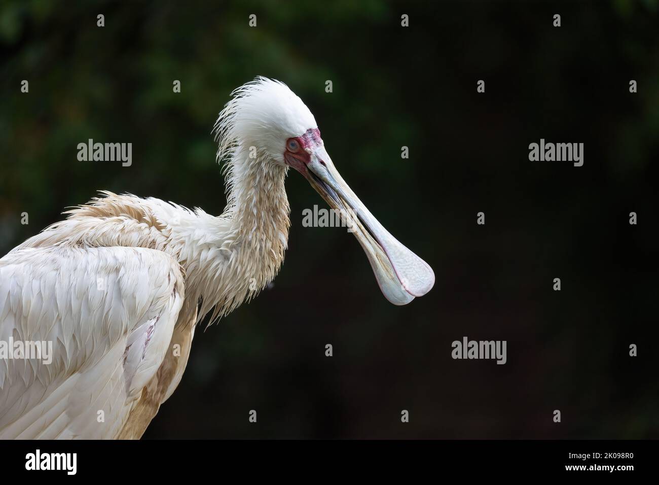 Le cupule africain (Platalea alba) est un oiseau de passage à gué à longues pattes Banque D'Images
