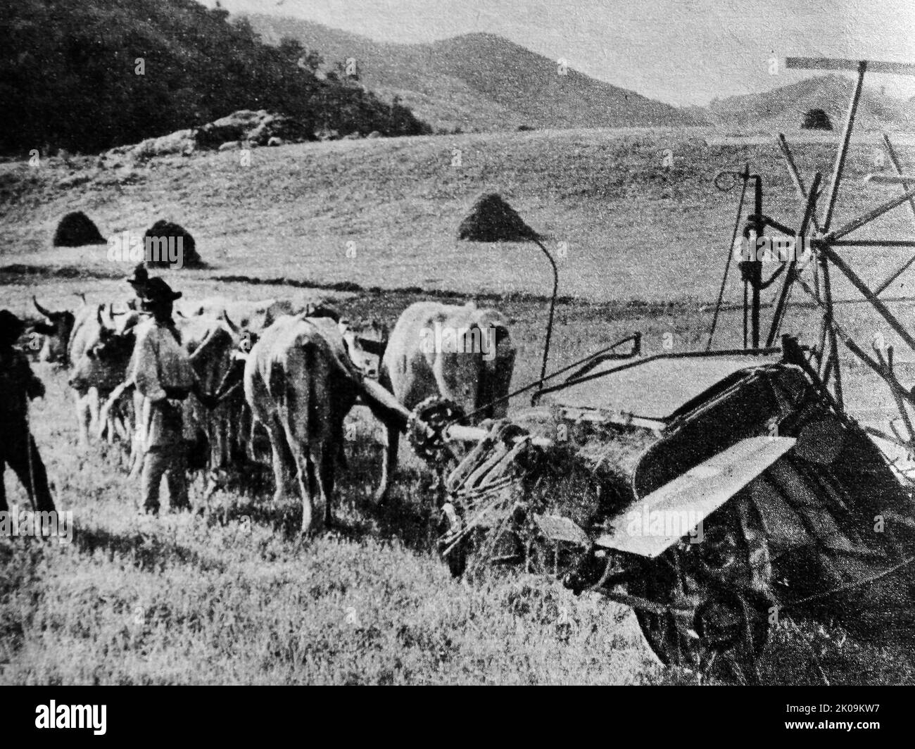 Agriculteur roumain travaillant dans ses champs avec une équipe de six-ox. Banque D'Images