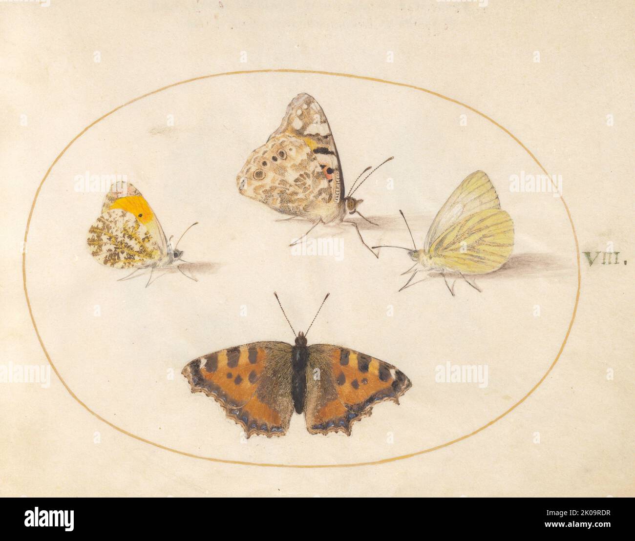Planche 8: Quatre papillons, c. 1575/1580. Banque D'Images Planche 8: Quatre papillons, c. 1575/1580. Banque D'Images