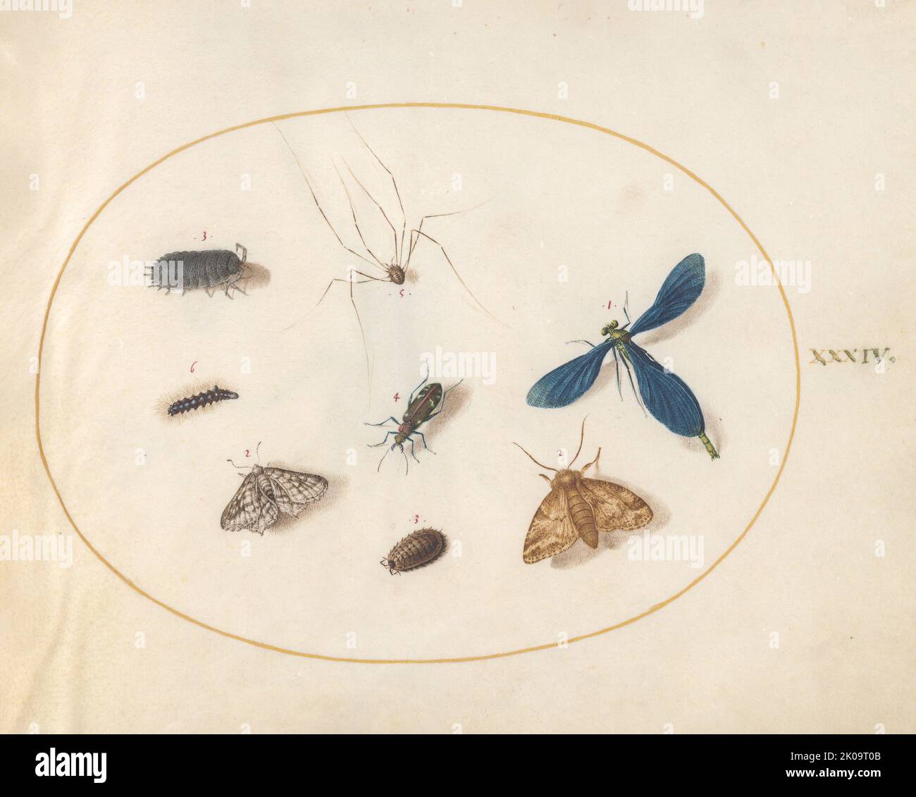 Planche 34: Deux papillons avec une araignée, une chenille et quatre autres insectes, c. 1575/1580. Banque D'Images Planche 34: Deux papillons avec une araignée, une chenille et quatre autres insectes, c. 1575/1580. Banque D'Images