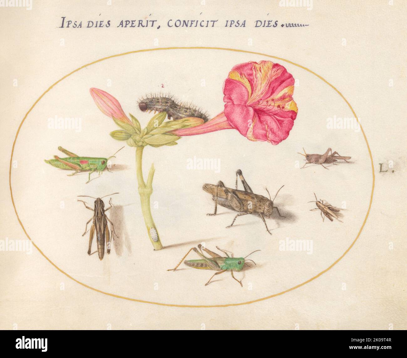 Planche 50: Sauterelles, une chenille, et une insecte avec une fleur de four O'Clock, c. 1575/1580. Banque D'Images Planche 50: Sauterelles, une chenille, et une insecte avec une fleur de four O'Clock, c. 1575/1580. Banque D'Images