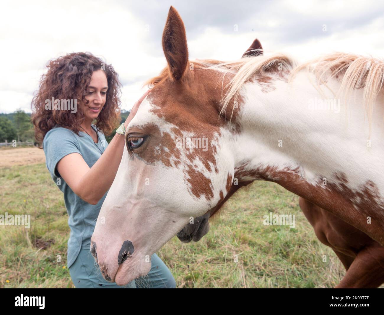 Vue latérale d'une femme brune qui a écourtant un cheval de peinture américain. Banque D'Images