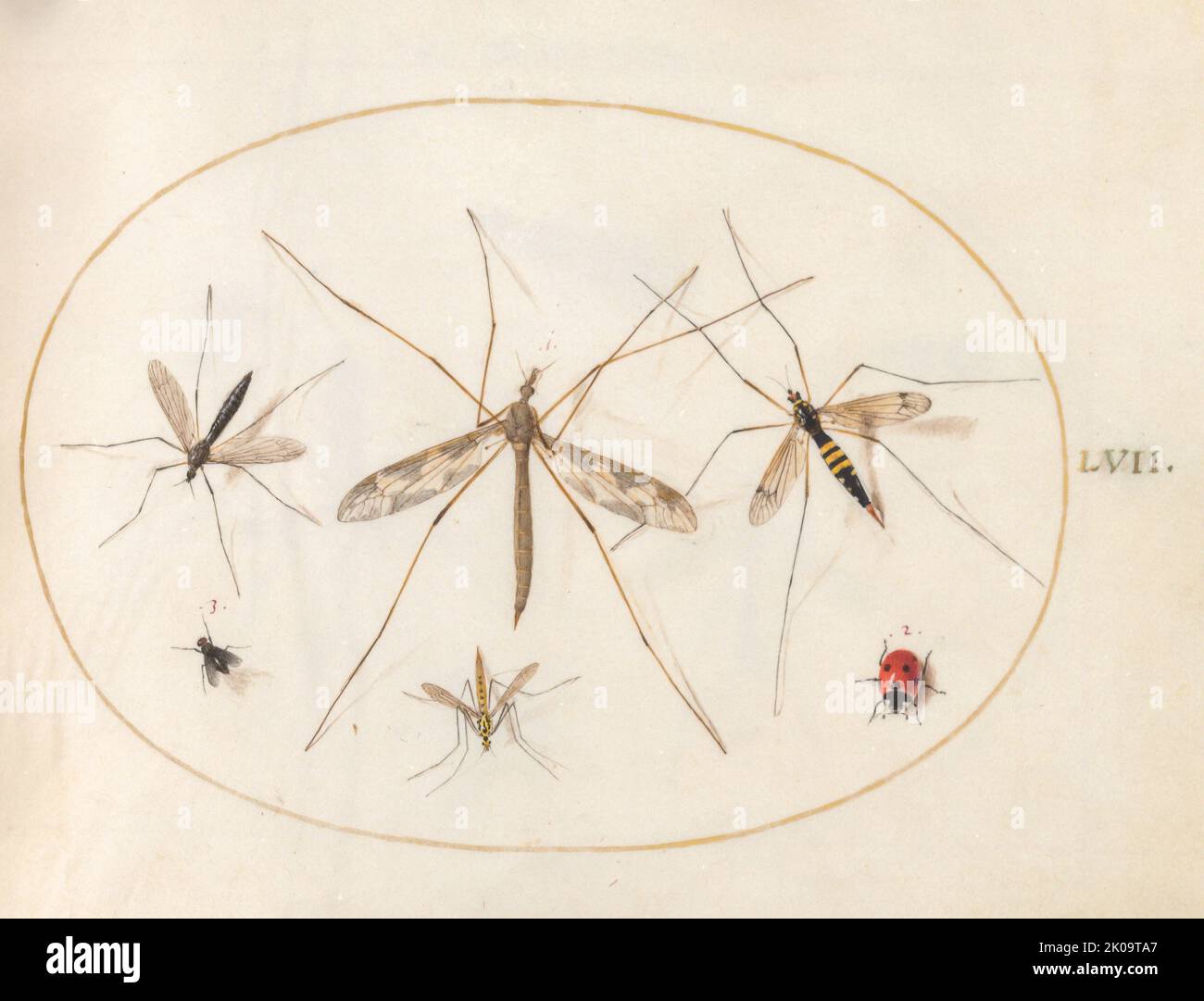 Assiette 57: Un coccinelle, une mouche, et quatre autres insectes, c. 1575/1580. Banque D'Images Assiette 57: Un coccinelle, une mouche, et quatre autres insectes, c. 1575/1580. Banque D'Images