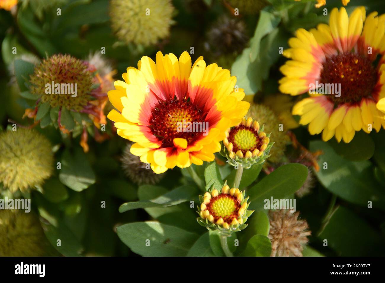 Großblumige Kokardenblume 'Kobold'-Gaillardia x grandiflora-Blume-Gelb-Rot Banque D'Images