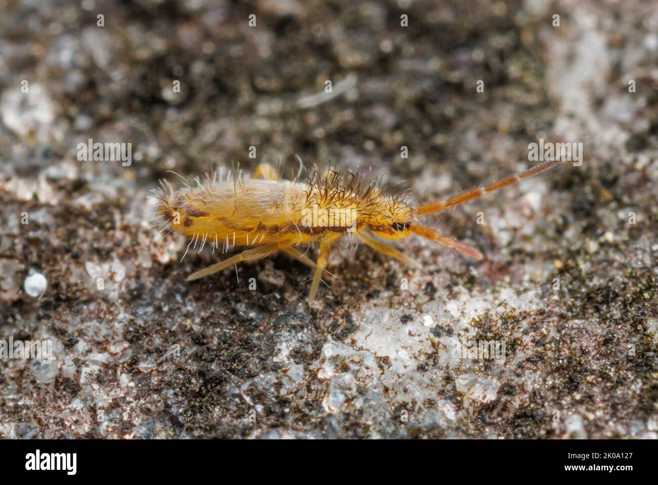 Slender Springtail (Homidia socia) Banque D'Images