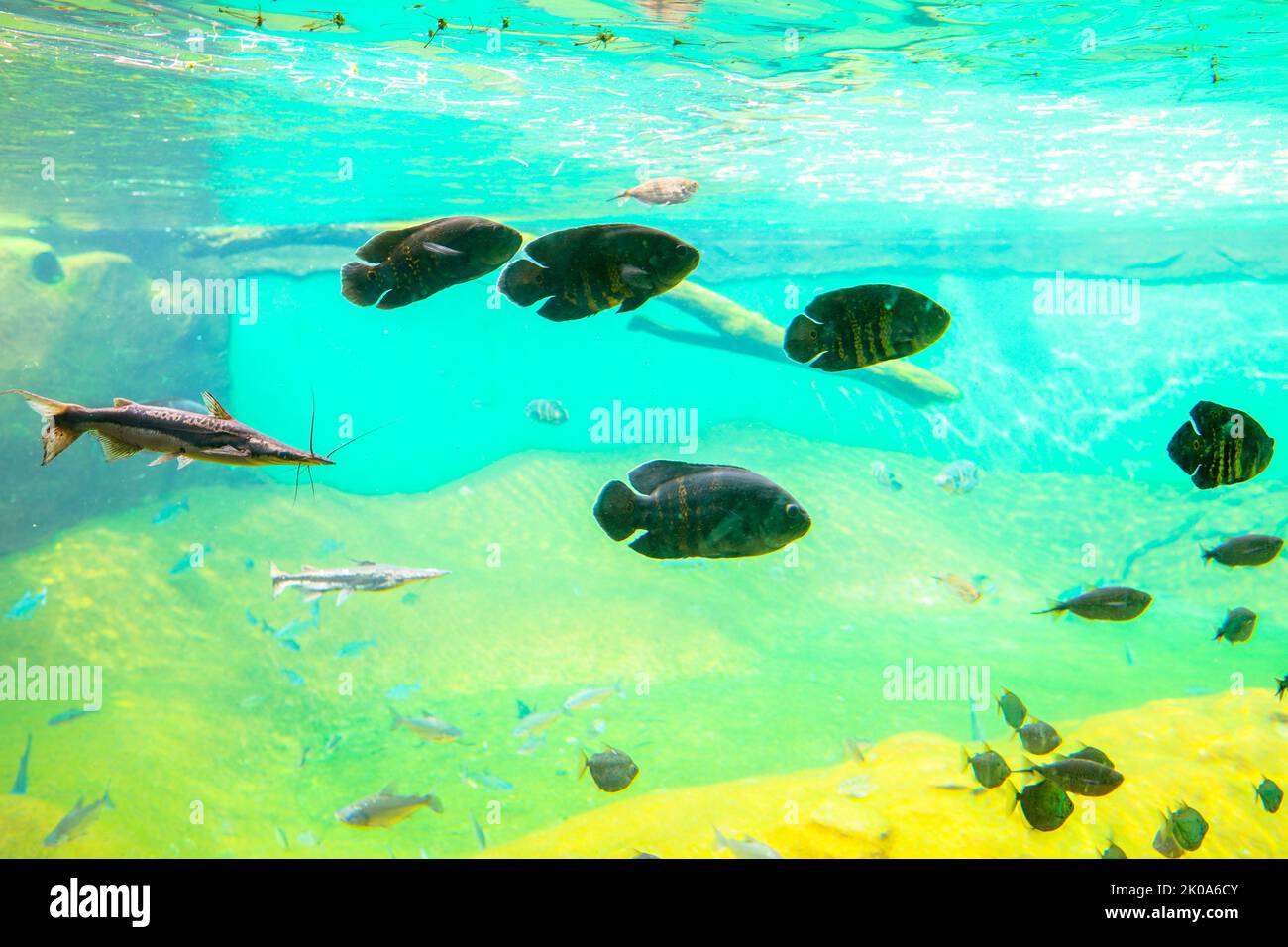 9 septembre 2022, Campo Grande, Mato Grosso do Sul, Brésil : pêchez dans l'un des aquariums du Bioparque Pantanal (aquarium du Pantanal), à Campo Grande. C'est le plus grand complexe d'eau douce du monde, qui contient 32 étangs et 220 espèces de poissons. (Credit image: © Rafael Henrique/SOPA Images via ZUMA Press Wire) Banque D'Images