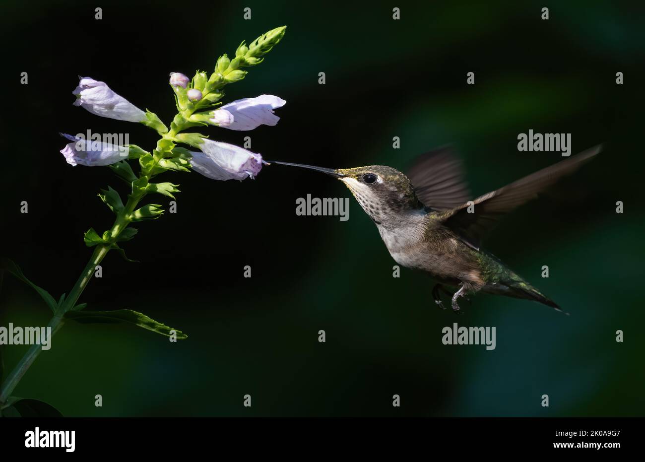 Colibri à gorge rubis en vol tirant le nectar d'une fleur Banque D'Images