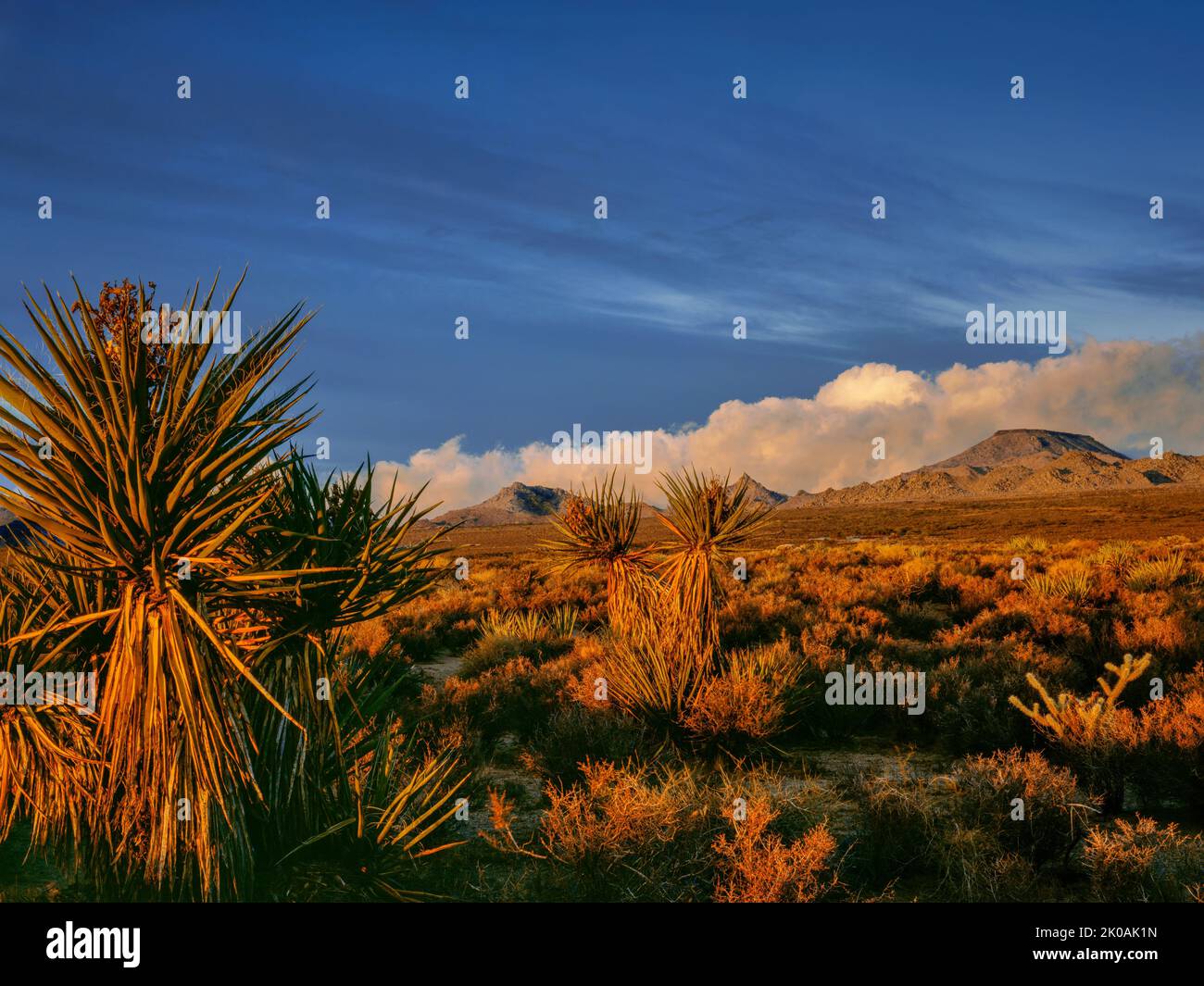Sunrise, Yucca, Woods Mountains, réserve nationale de Mojave, Californie Banque D'Images