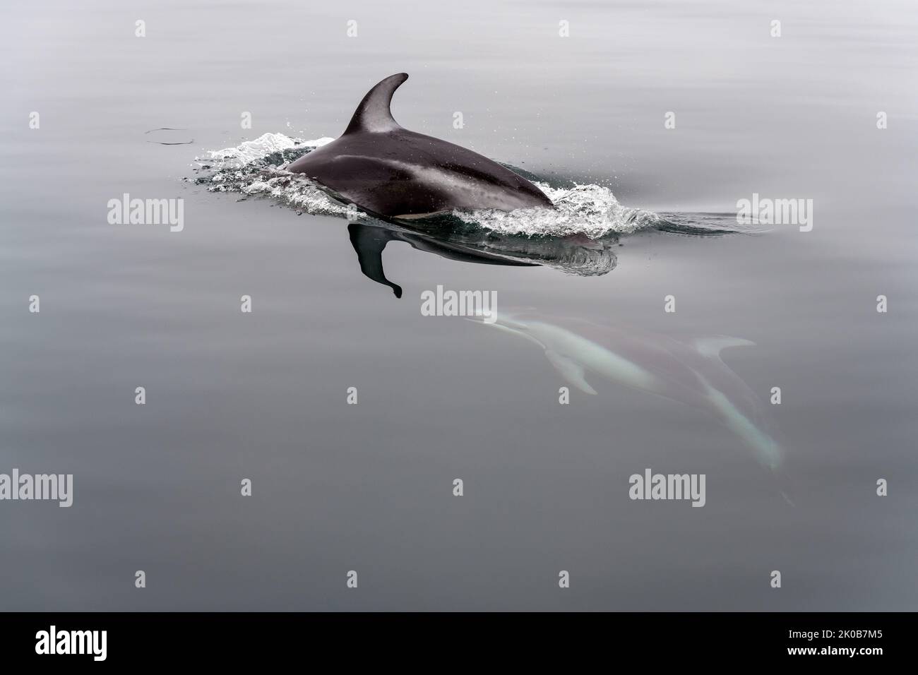 Dauphin à flancs blancs du Pacifique (Lagenorhynchus obliquidens), Telegraph Cove, île de Vancouver, Colombie-Britannique, Canada. Banque D'Images