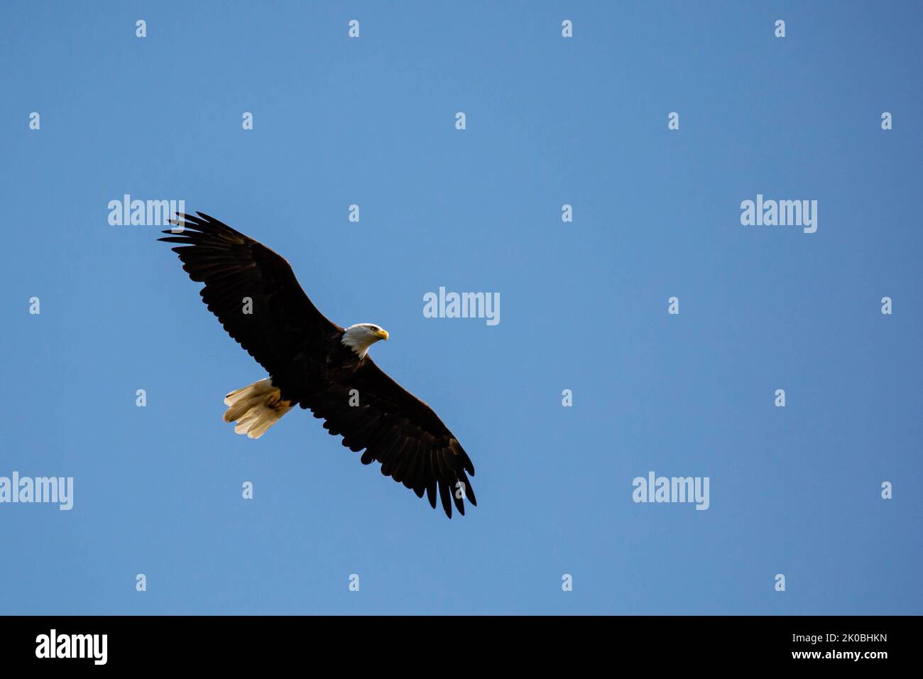 Aigle à tête blanche (Haliaeetus leucocephalus) volant dans un ciel bleu avec espace de copie, horizontal Banque D'Images