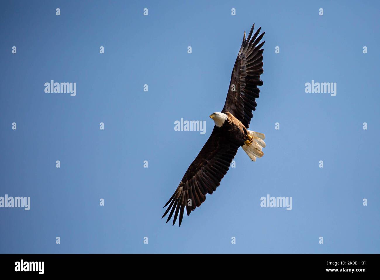 Aigle à tête blanche (Haliaeetus leucocephalus) volant dans un ciel bleu avec espace de copie, horizontal Banque D'Images