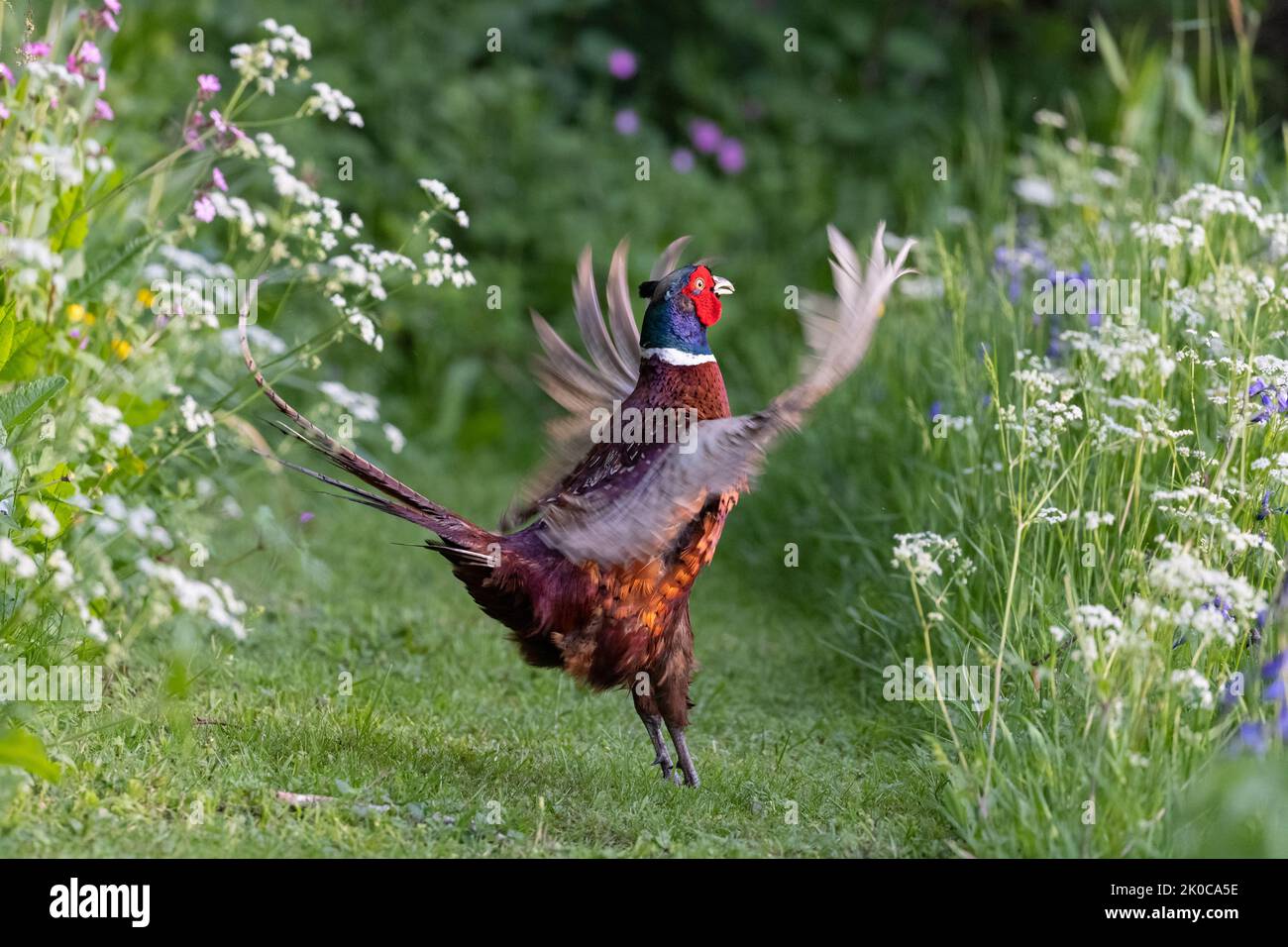 Pheasant mâle [ Phasianus colchicus ] s'affichant sur un chemin à travers des fleurs sauvages Banque D'Images