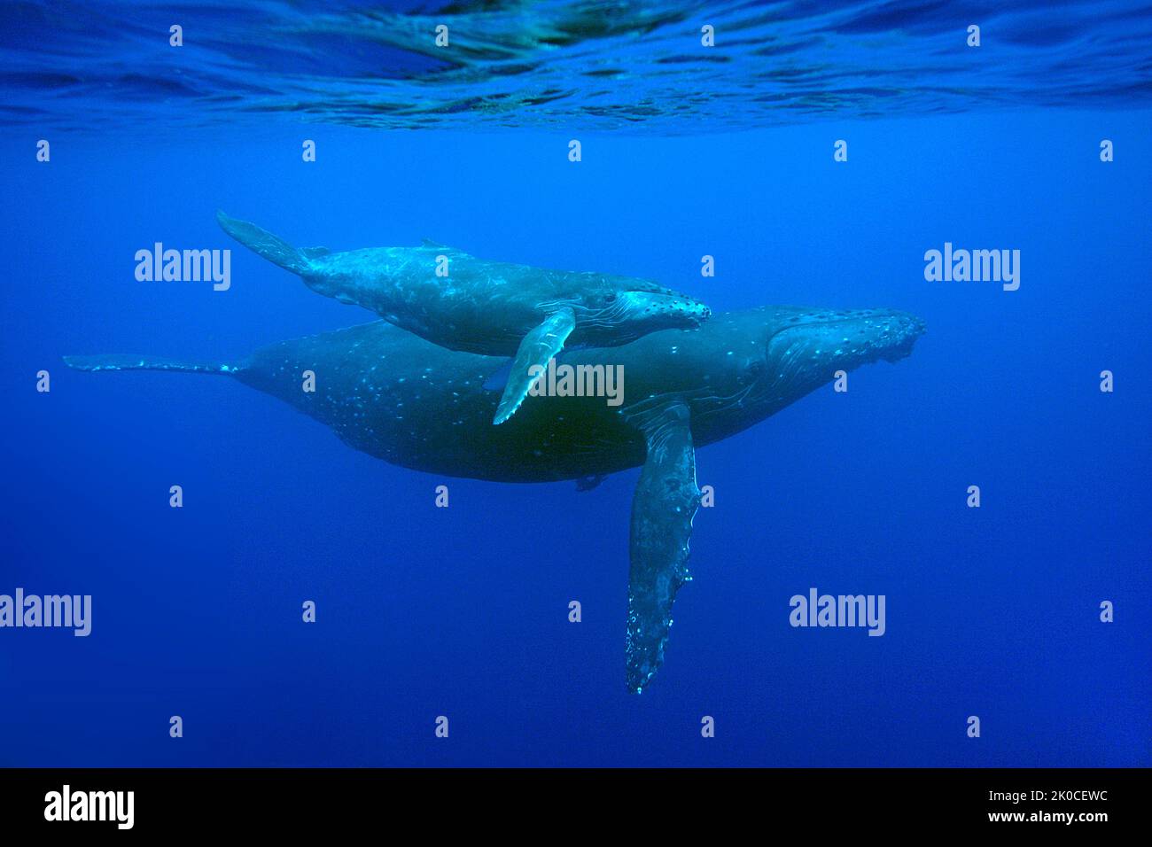 Baleine à bosse (Megaptera novaeangliae) avec veau, Silverbanks, République dominicaine, Caraïbes Banque D'Images