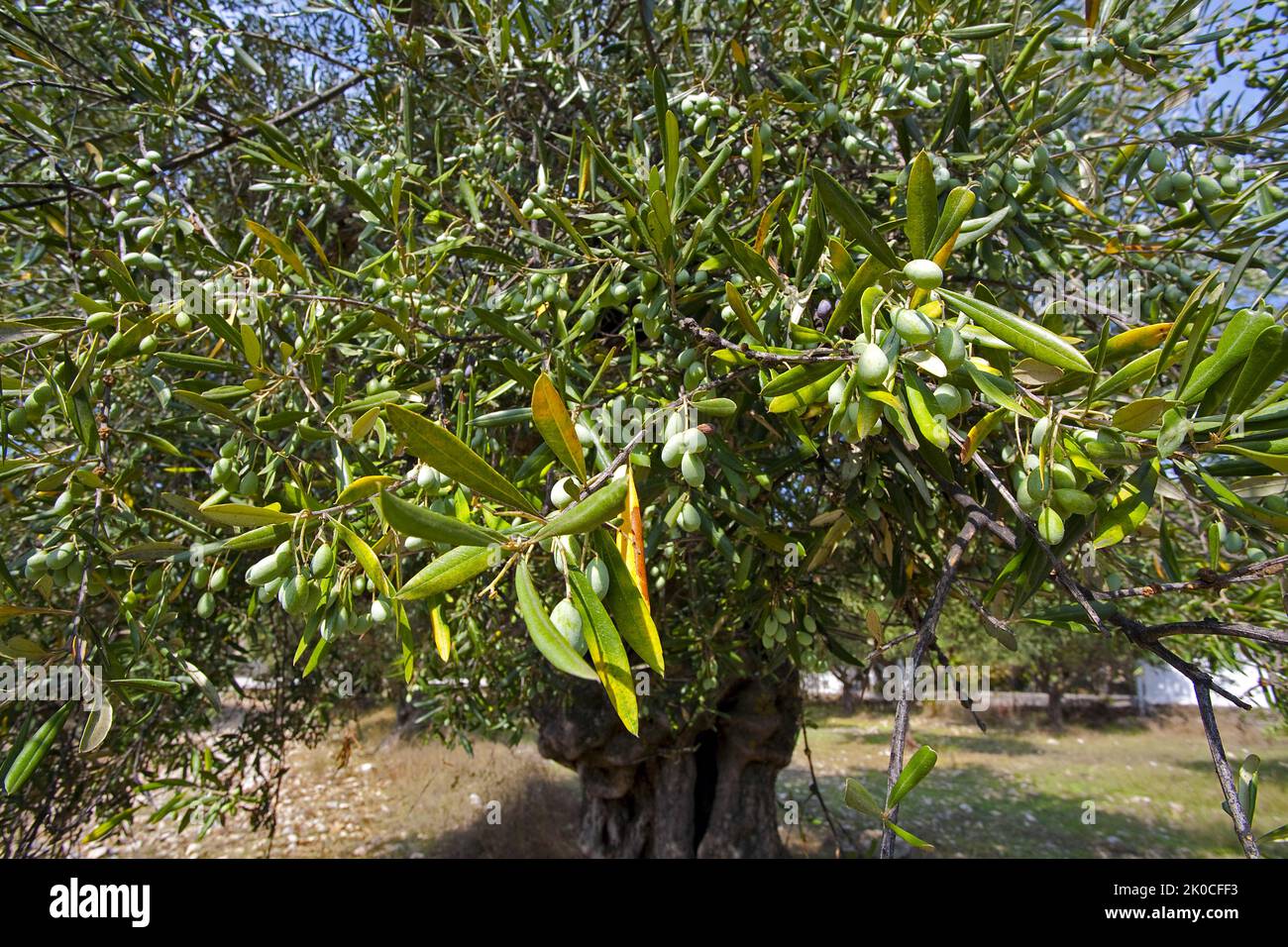 Vieil olivier (Olea europaea) aux olives mûres à Limni Keriou, île de Zakynthos, Grèce, Europe Banque D'Images
