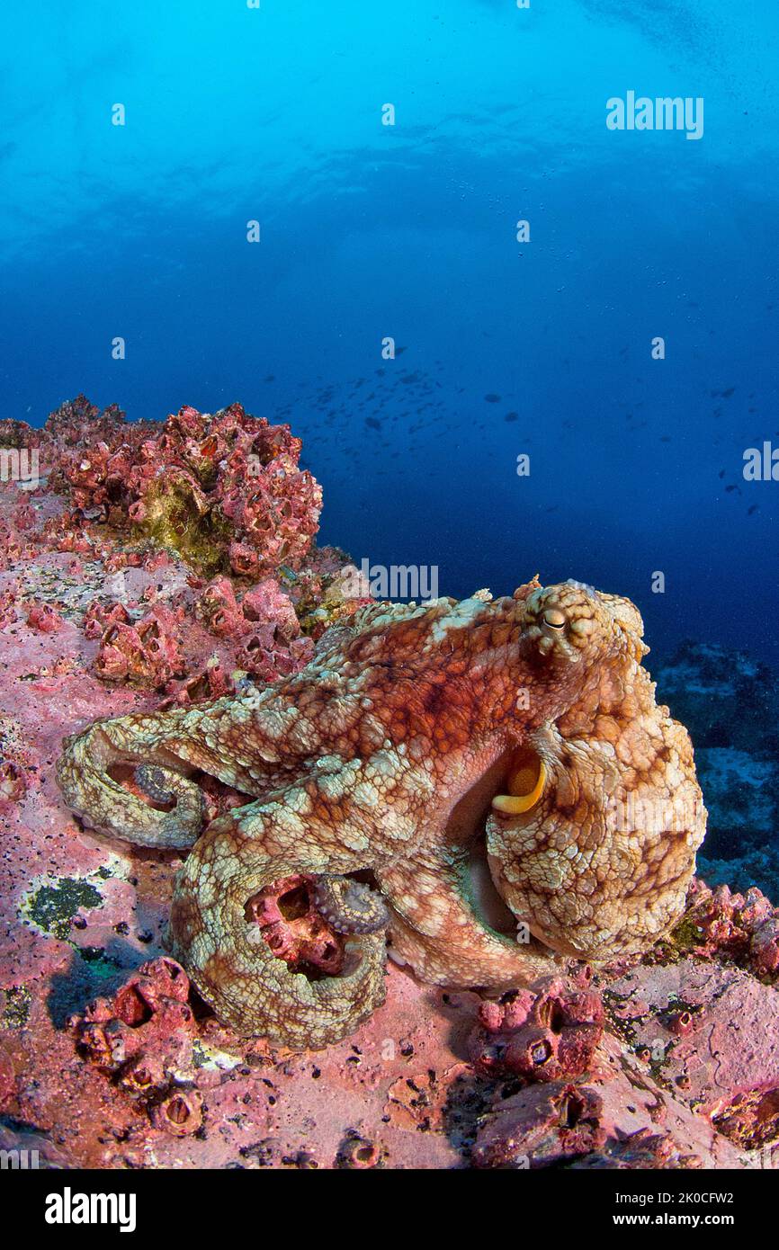 Poulpe (Octopus sp.) sur un récif de corail, île de Malpelo, site classé au patrimoine mondial de l'UNESCO, Colombie Banque D'Images
