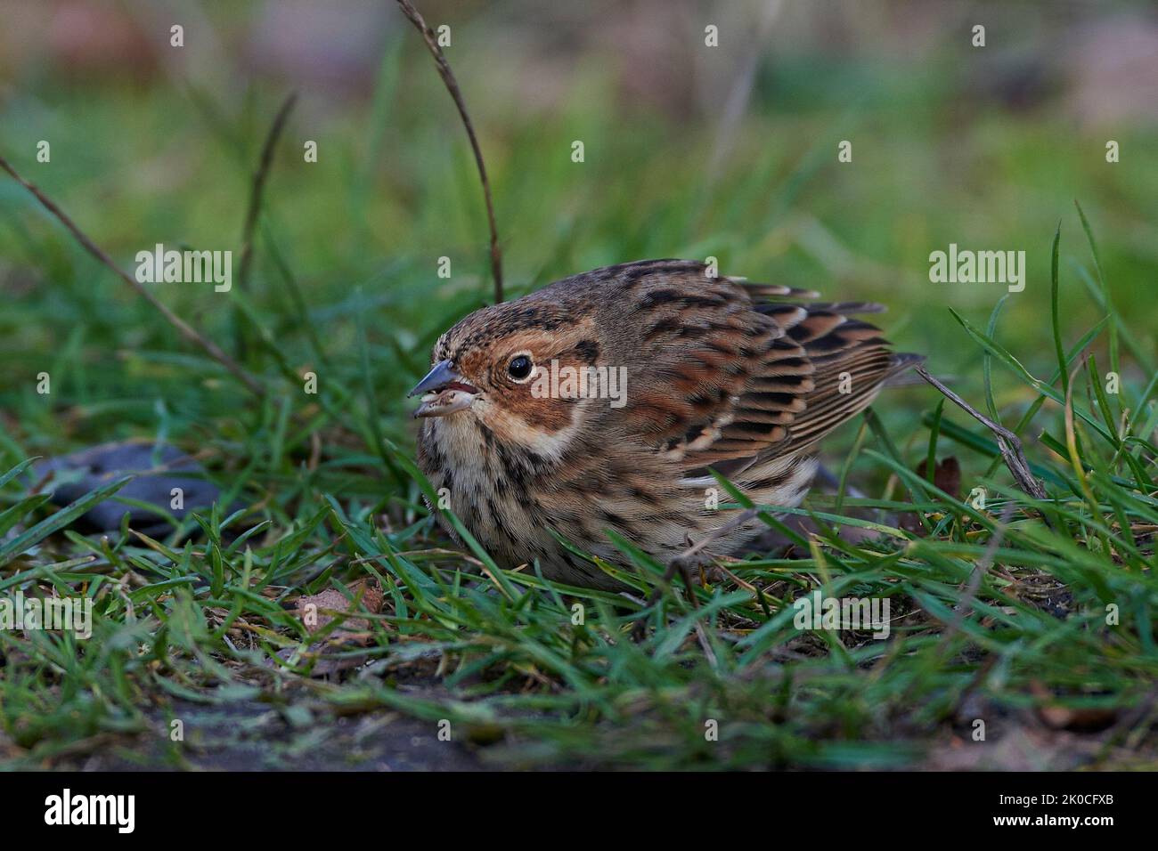 Little bunting à la recherche de nourriture sur le terrain Banque D'Images