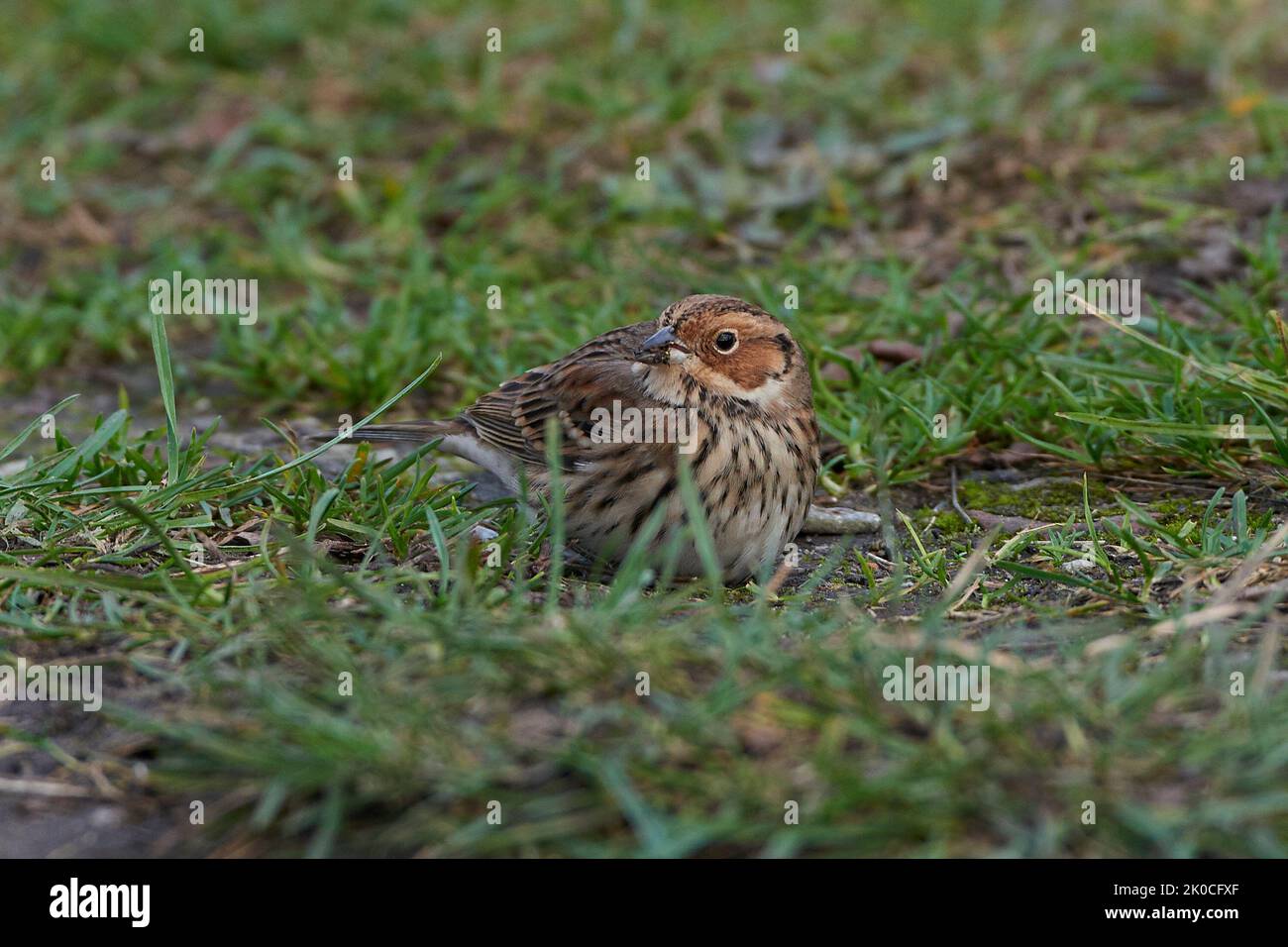 Little bunting à la recherche de nourriture sur le terrain Banque D'Images