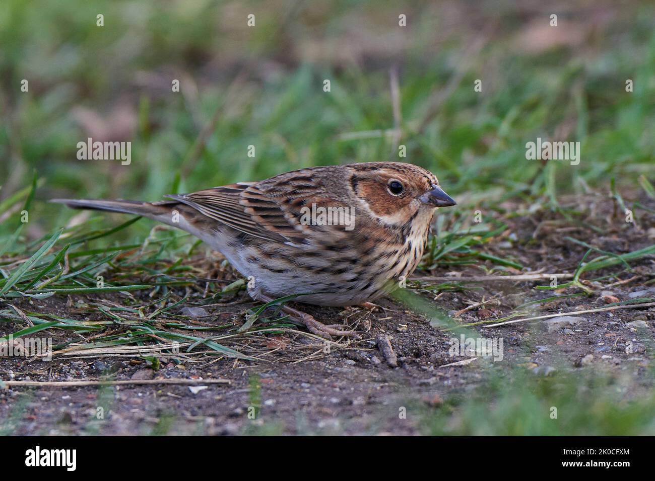 Little bunting à la recherche de nourriture sur le terrain Banque D'Images