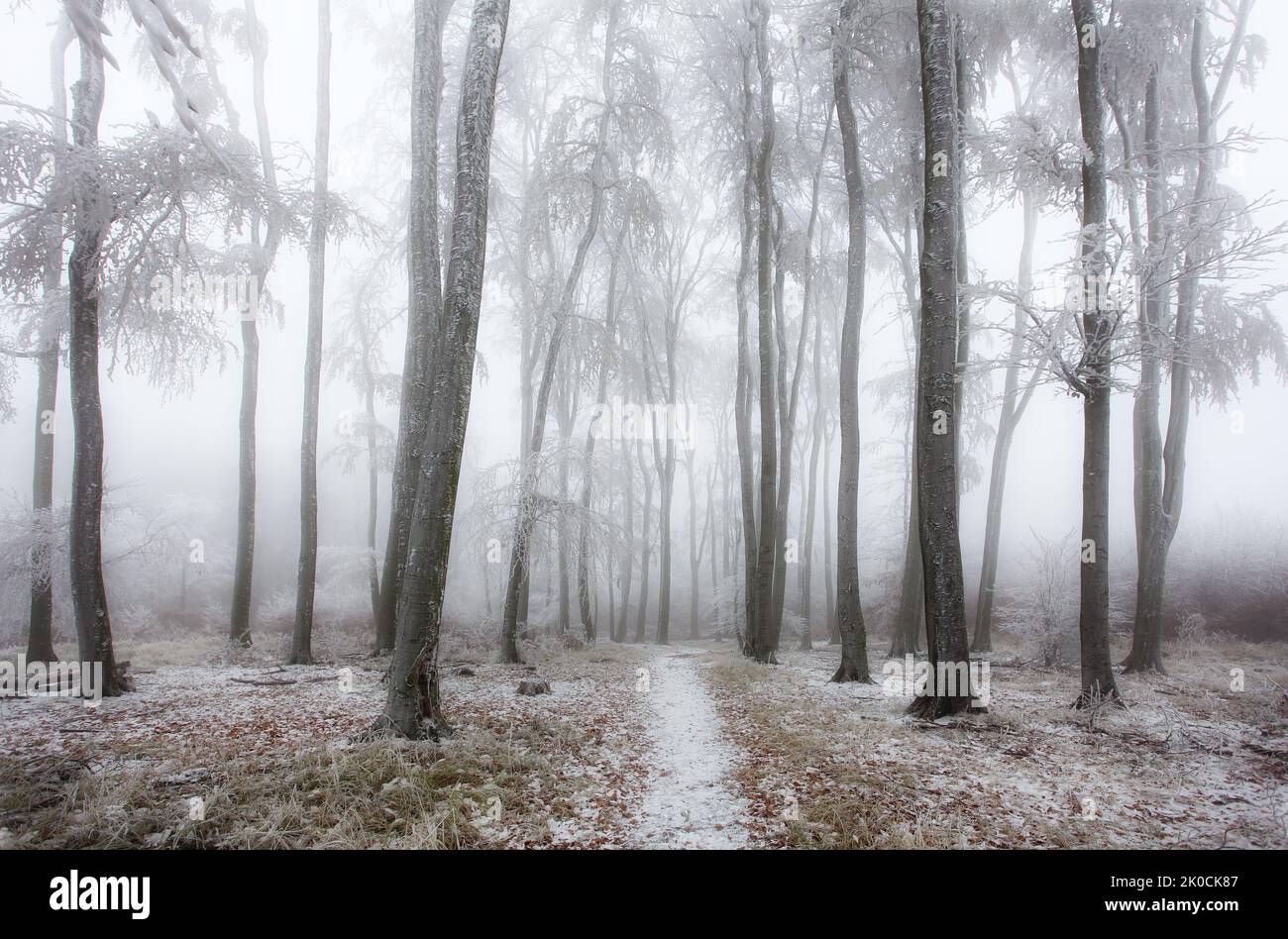 Forêt d'hiver dans les montagnes. Treet d'hiver majestueux Banque D'Images