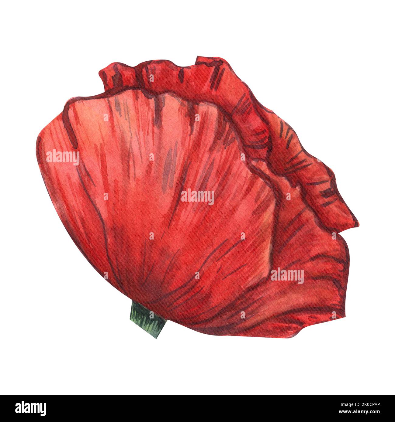 Une fleur de pavot rouge peinte en aquarelle, isolée sur fond blanc. Pour le design, les invitations, les cartes postales, l'emballage Banque D'Images