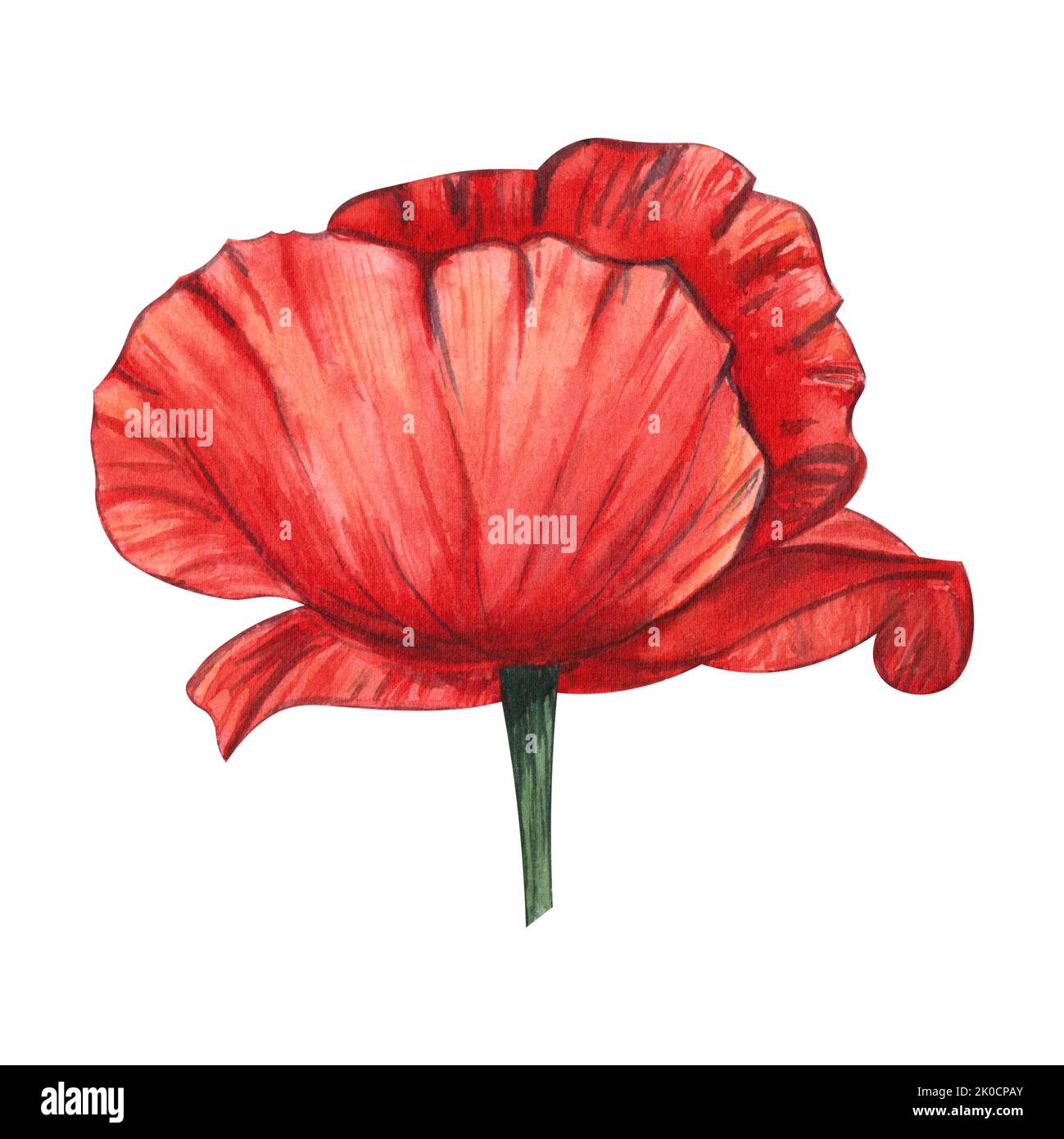 Une fleur de pavot rouge peinte en aquarelle, isolée sur fond blanc. Pour le design, les invitations, les cartes postales, l'emballage Banque D'Images