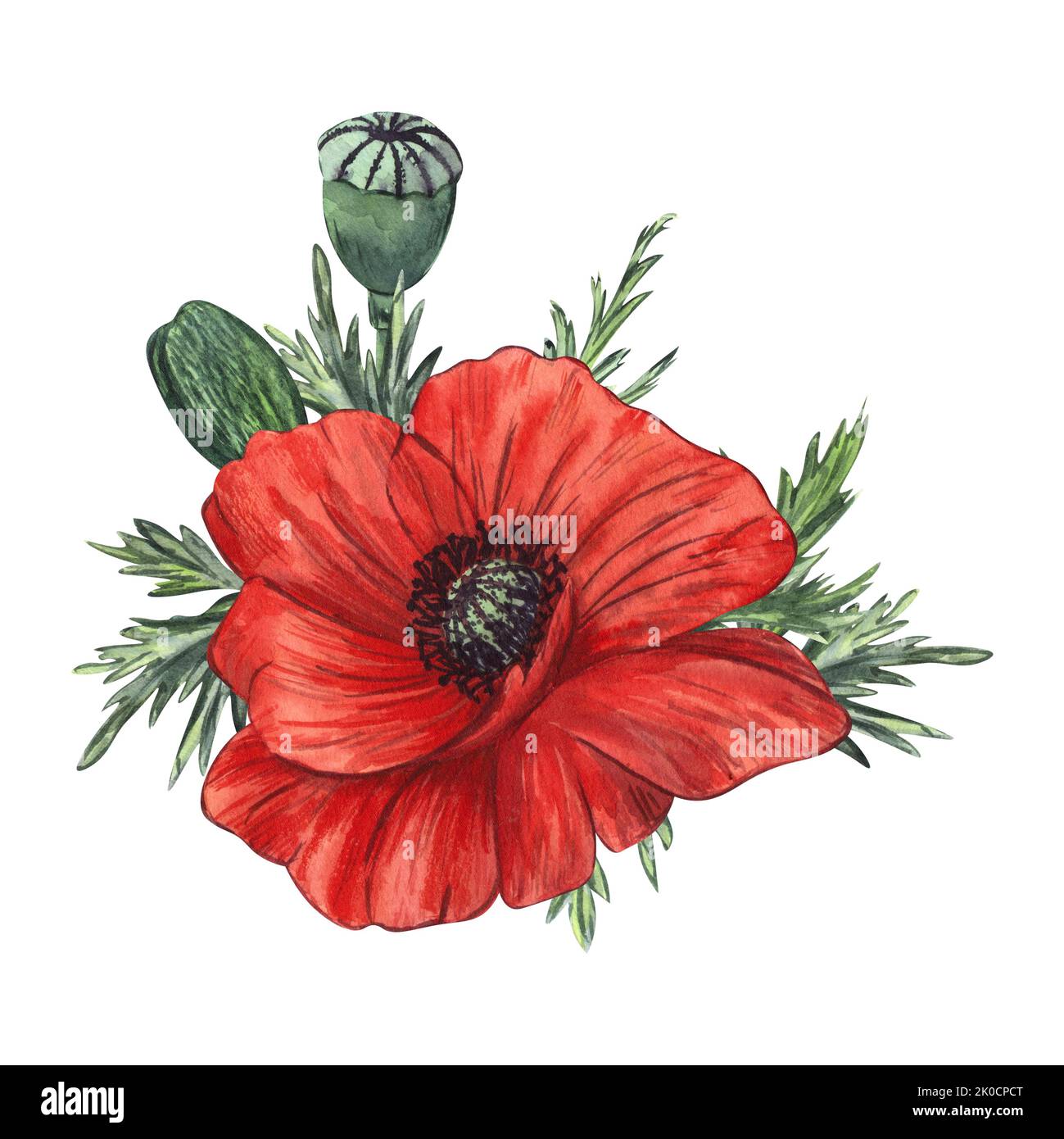 Composition de fleurs et de bourgeons de pavot rouge peints en aquarelle, isolés sur fond blanc. Pour le design, les invitations, l'emballage, les cartes postales Banque D'Images