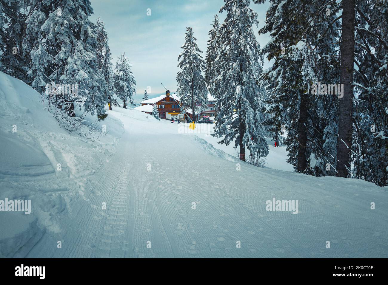 Paysage d'hiver majestueux avec pins enneigés et chalet en bois confortable en arrière-plan, Carpates, Roumanie, Europe Banque D'Images