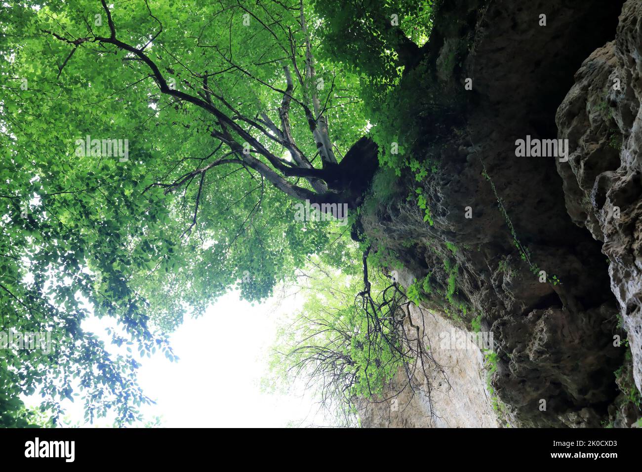 Vue sur l'arbre dans la gorge de Khadzhokh en été, Adygea Banque D'Images