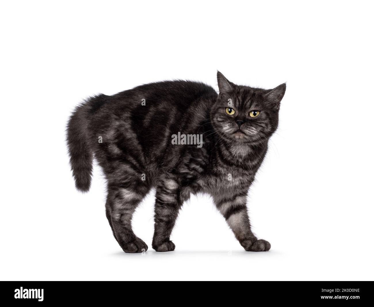 Mad Crab Banque De Photographies Et D Images A Haute Resolution Alamy