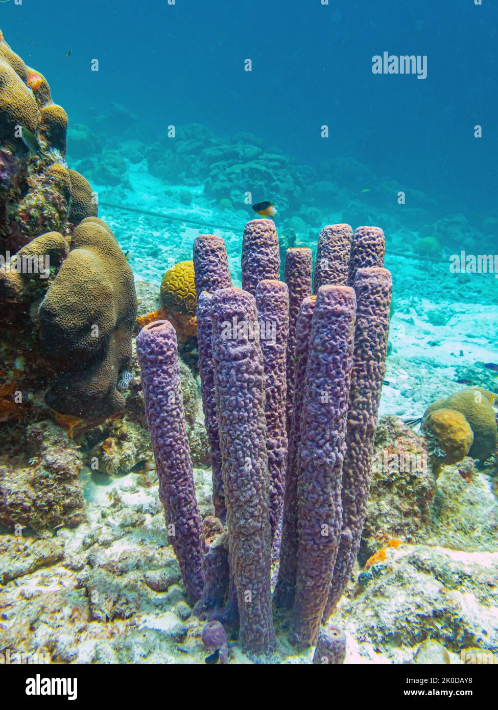 Callyspongia aculeata, communément appelé l'éponge de vase ramifiée est une espèce de Porifora, c'est-à-dire l'éponge de mer, de la famille des Callyspongidae. Banque D'Images