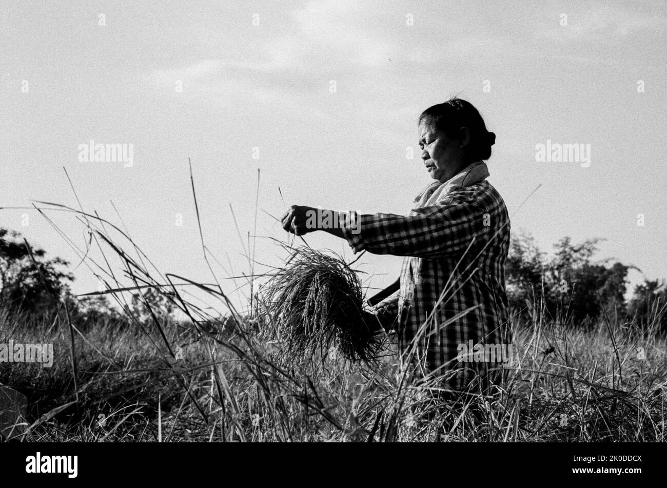 Image Kodak Tri-X d'une femme thaïlandaise qui récolte du riz dans les zones rurales de la Thaïlande Banque D'Images