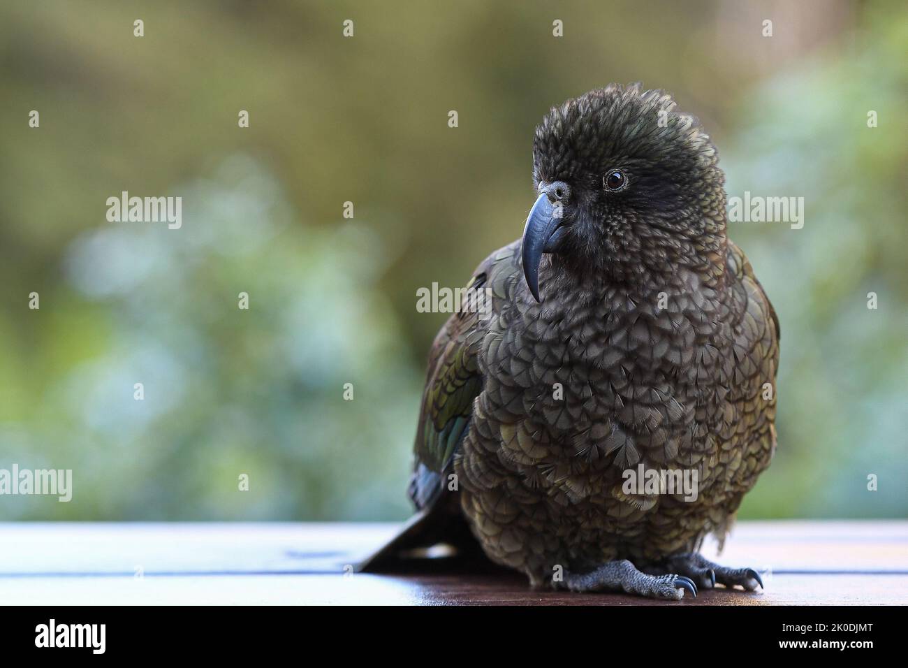 Kea Bird, Nestor Notabilis, Nouvelle-Zélande Banque D'Images