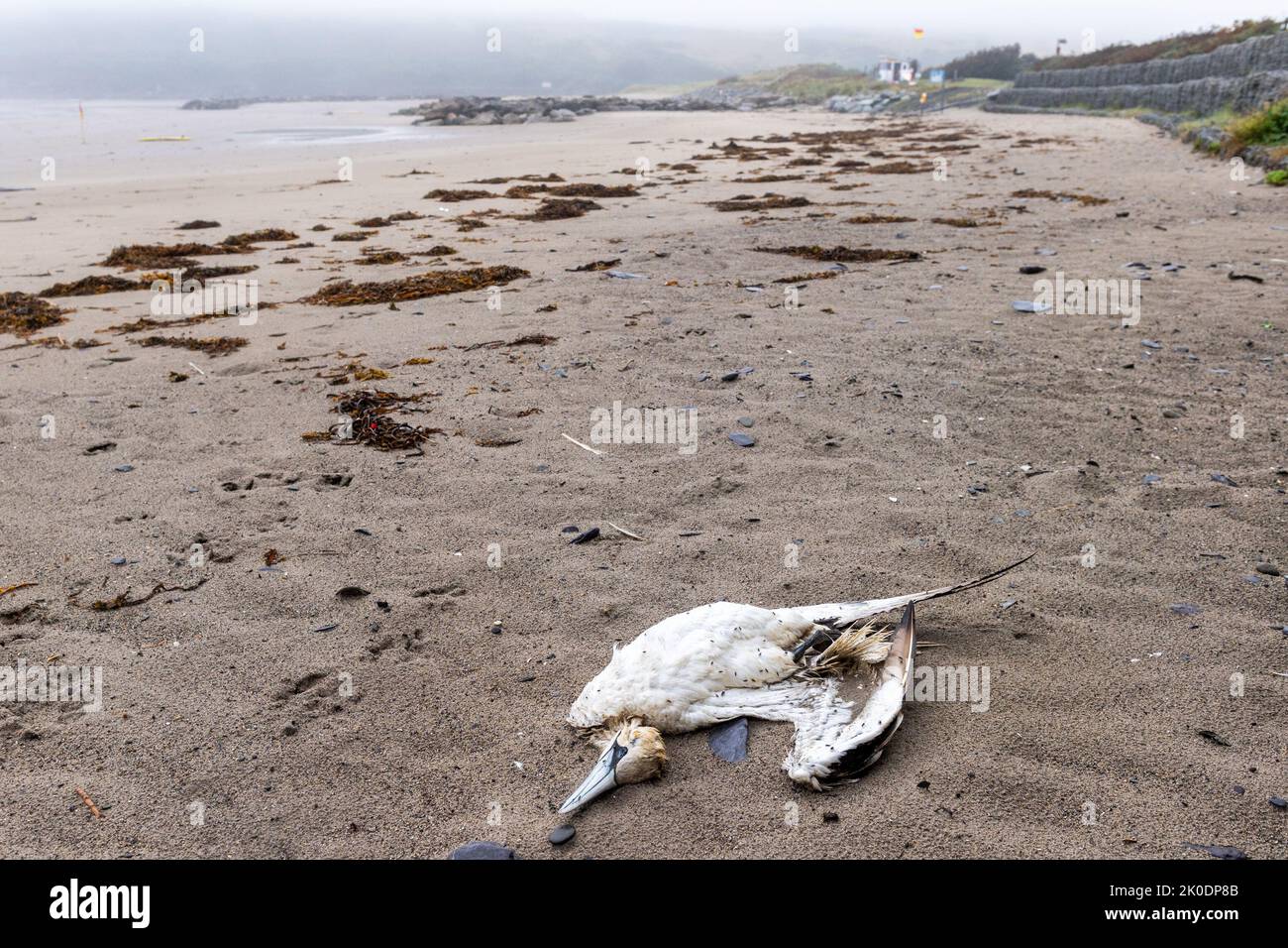 Warren Beach, Rosscarbery, West Cork, Irlande. Aujourd'hui, deux oiseaux morts ont été repérés sur la plage de Warren Beach à West Cork, au milieu des craintes actuelles de grippe aviaire. Crédit : AG News/Alay Live News Banque D'Images