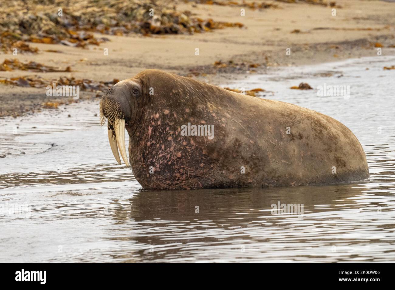 Morse de l'Atlantique (Odobenus rosmarus) Banque D'Images Morse de l'Atlantique (Odobenus rosmarus) Banque D'Images