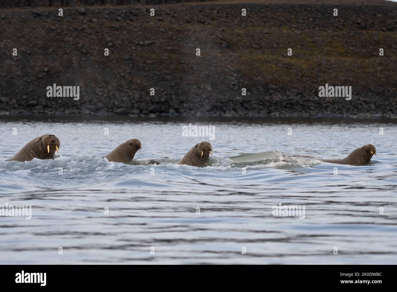 Morse de l'Atlantique (Odobenus rosmarus) Banque D'Images Morse de l'Atlantique (Odobenus rosmarus) Banque D'Images