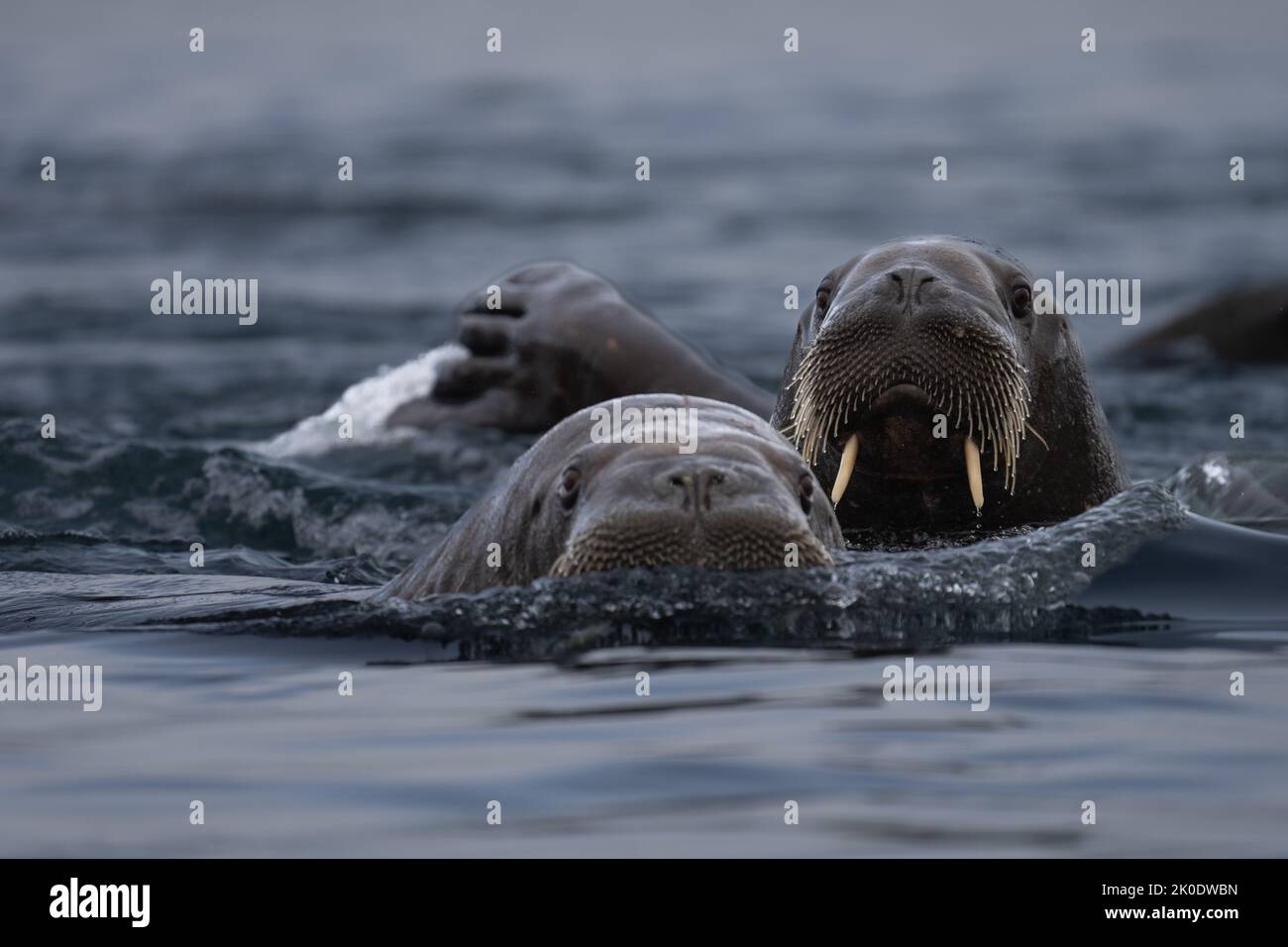 Morse de l'Atlantique (Odobenus rosmarus) Banque D'Images Morse de l'Atlantique (Odobenus rosmarus) Banque D'Images