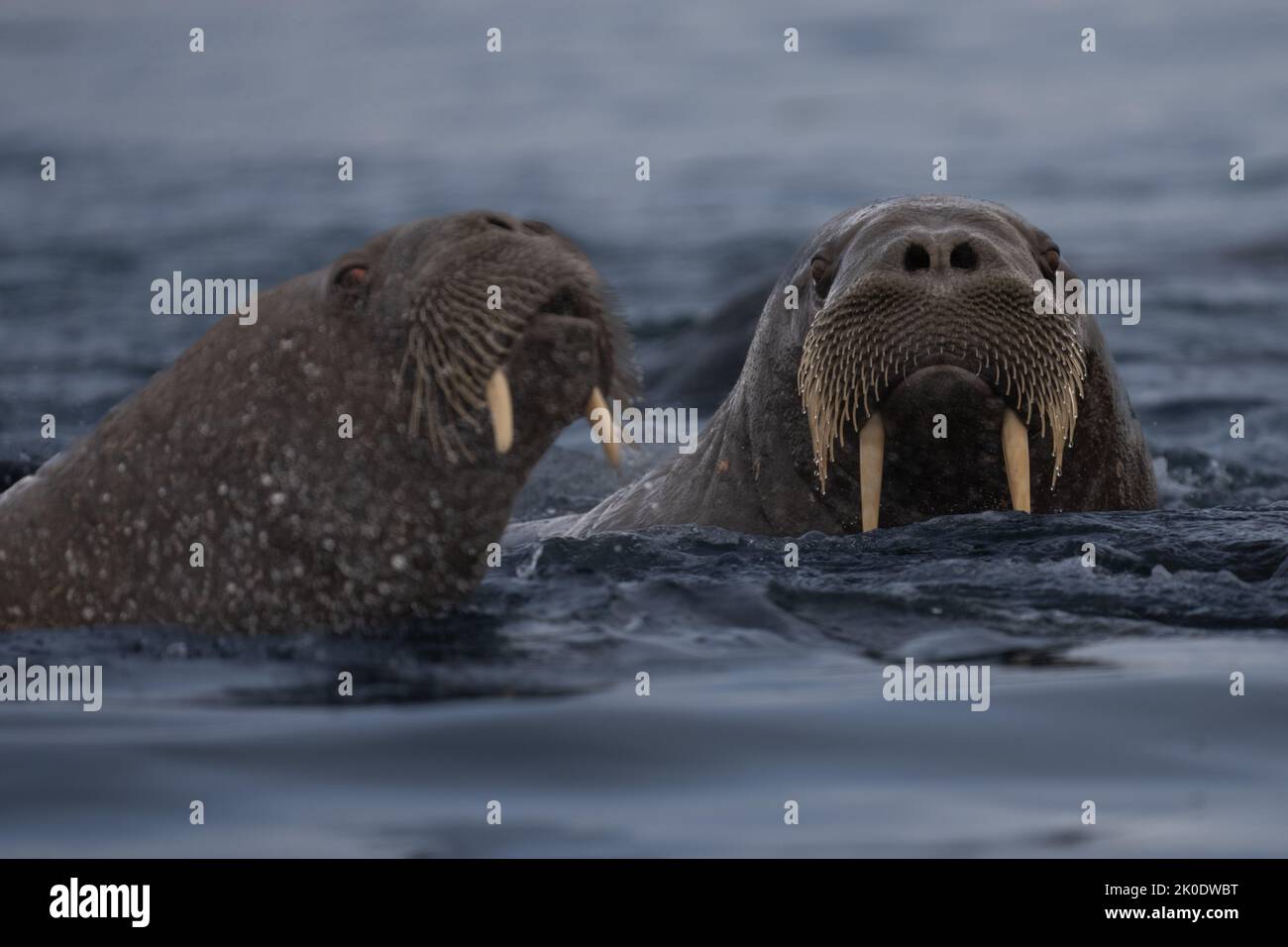 Morse de l'Atlantique (Odobenus rosmarus) Banque D'Images Morse de l'Atlantique (Odobenus rosmarus) Banque D'Images