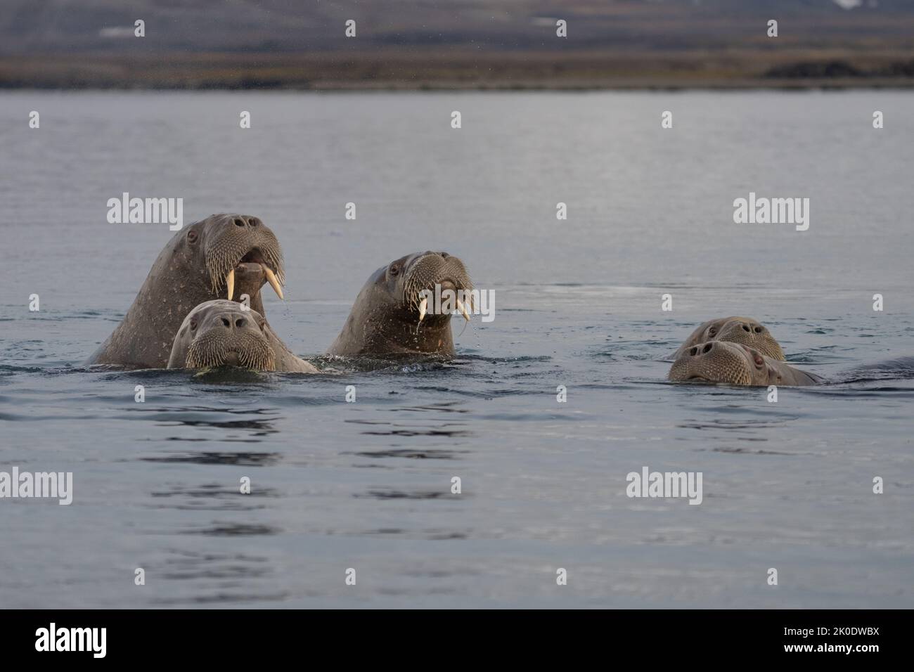 Morse de l'Atlantique (Odobenus rosmarus) Banque D'Images Morse de l'Atlantique (Odobenus rosmarus) Banque D'Images