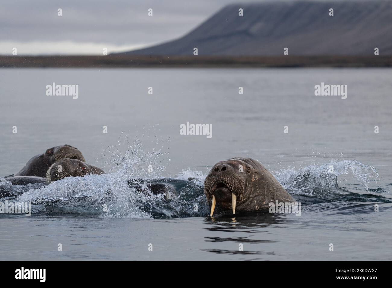 Morse de l'Atlantique (Odobenus rosmarus) Banque D'Images Morse de l'Atlantique (Odobenus rosmarus) Banque D'Images